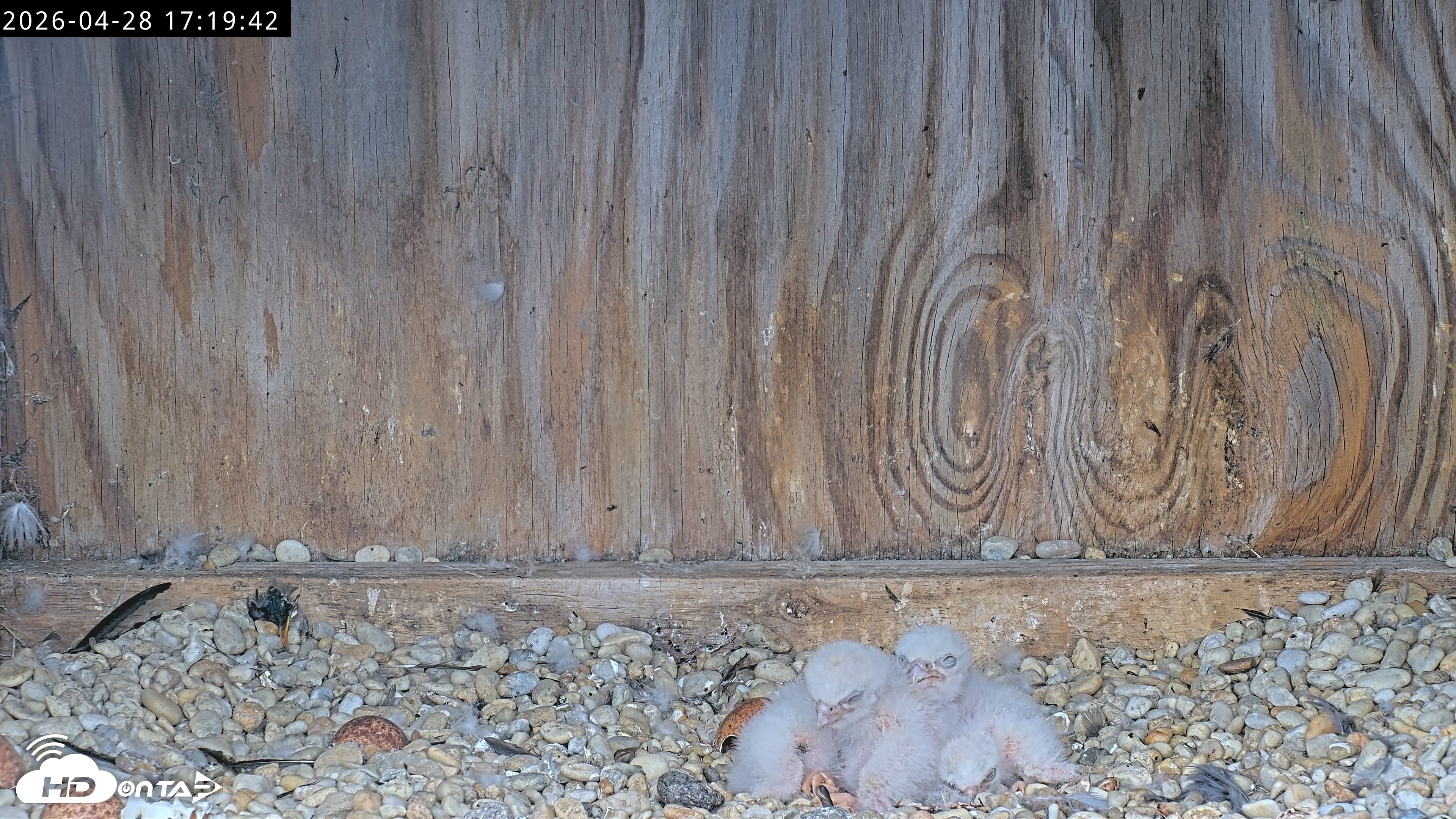 Snapshot of Richmond Virginia Peregrine Falcon Live Cam taken Apr 28, 2026, 5:31pm EDT