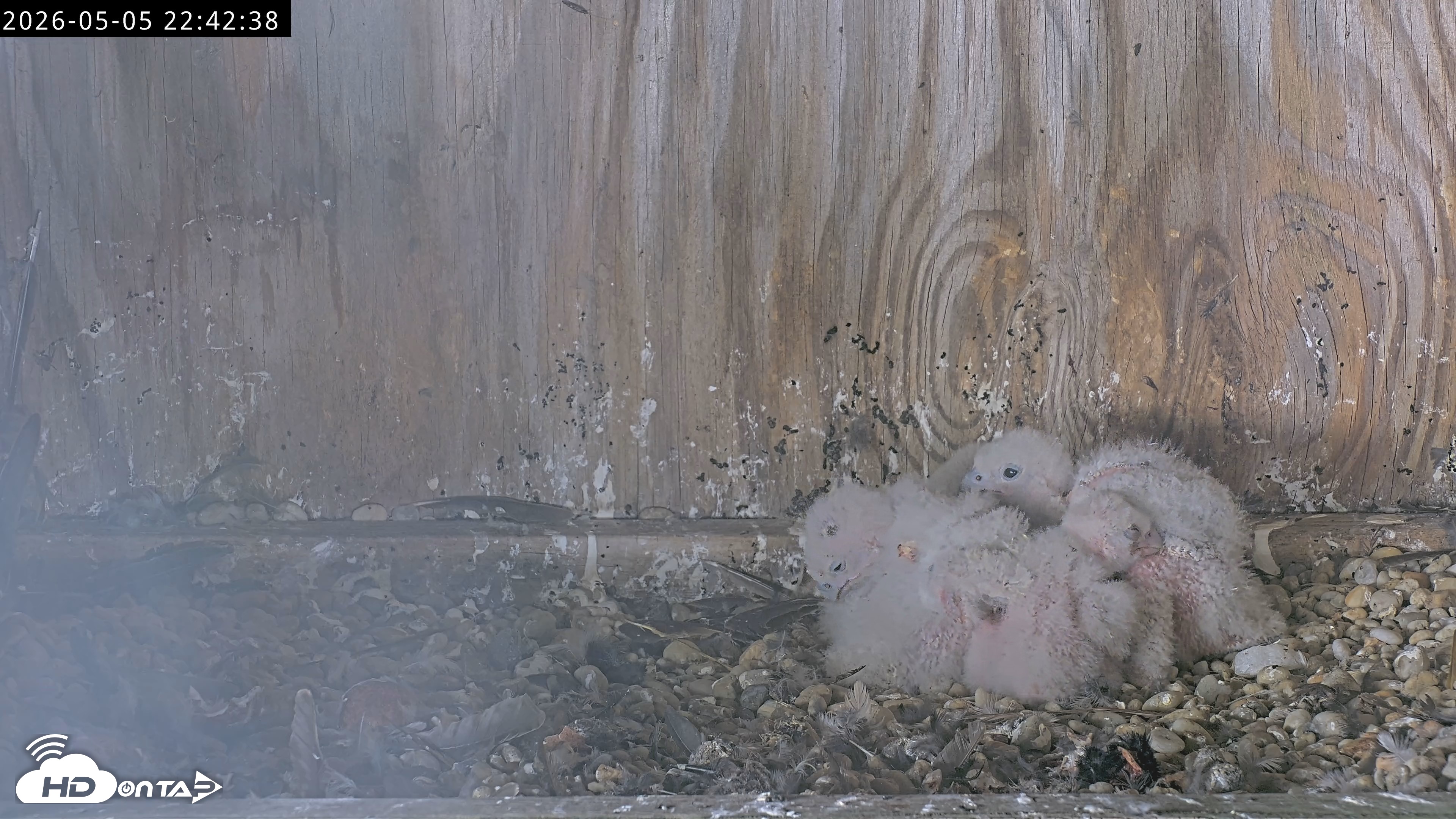 Snapshot of Richmond Virginia Peregrine Falcon Live Cam taken May 5, 2026, 10:44pm EDT