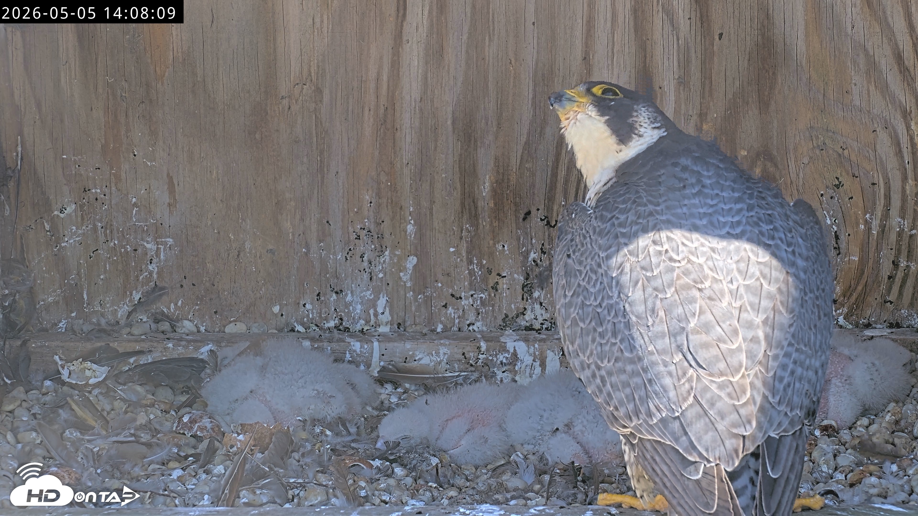 Snapshot of Richmond Virginia Peregrine Falcon Live Cam taken May 5, 2026, 2:08pm EDT