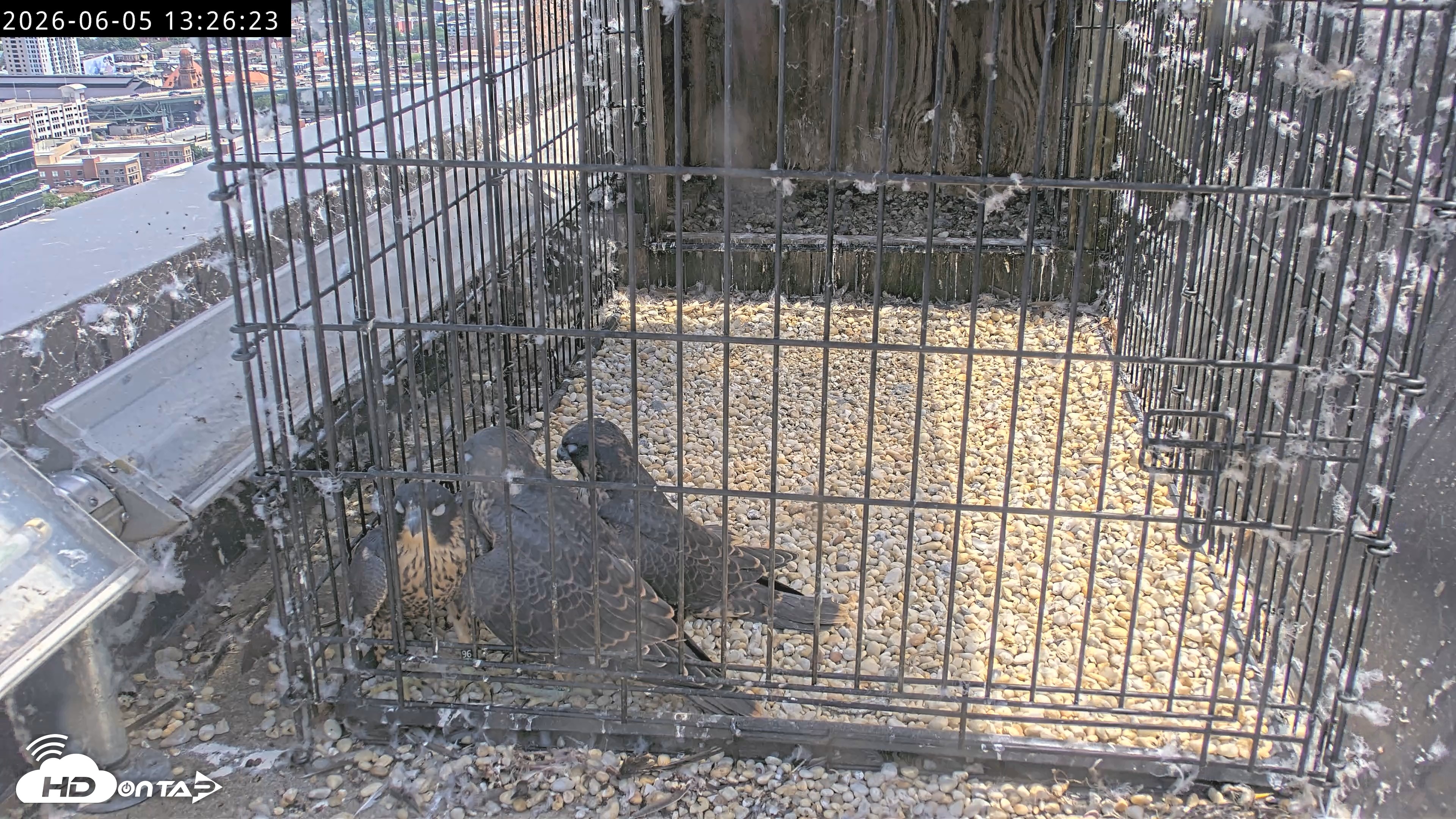 Snapshot of Richmond Virginia Peregrine Falcon Live Cam taken Jun 5, 2026, 1:27pm EDT