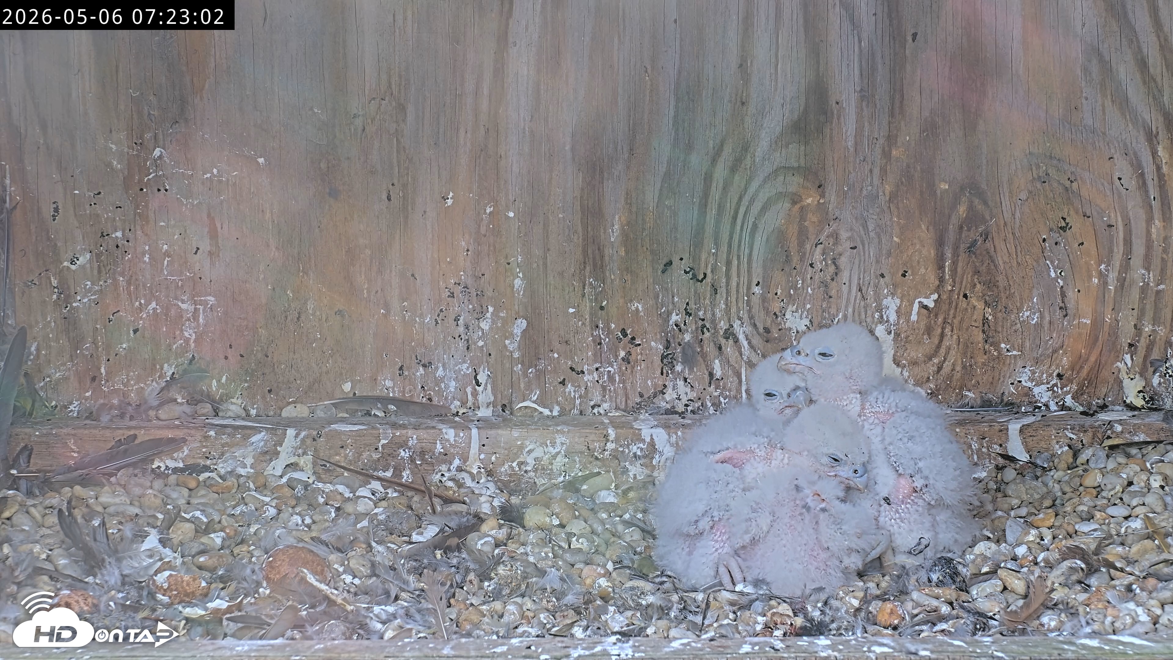 Snapshot of Richmond Virginia Peregrine Falcon Live Cam taken May 6, 2026, 7:23am EDT