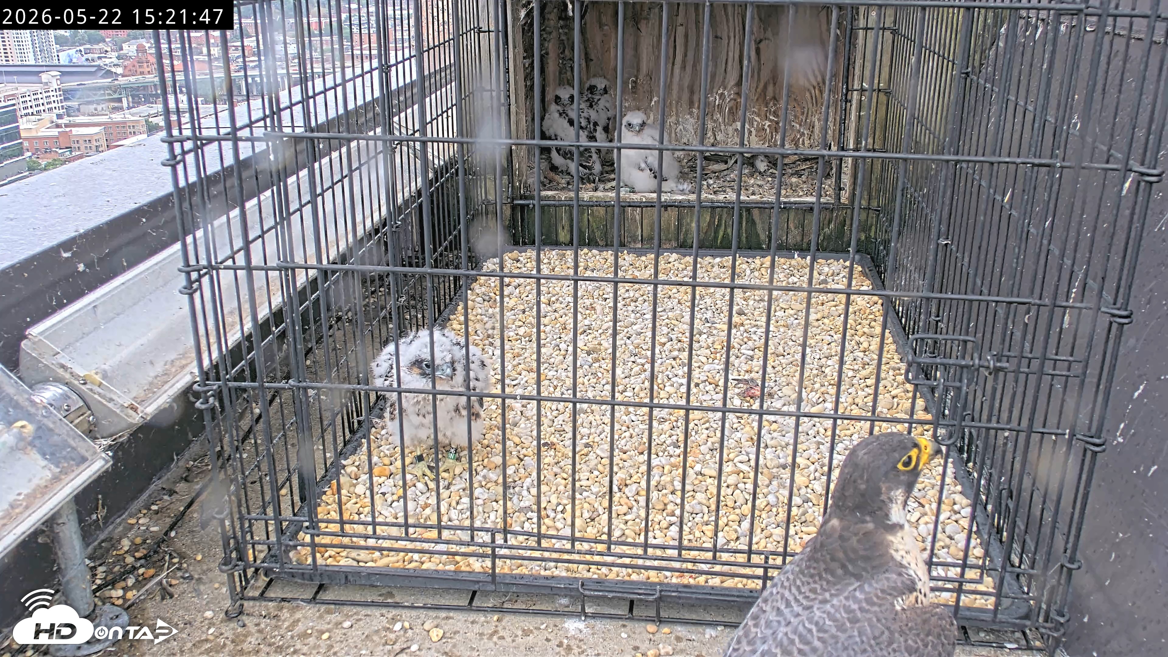 Snapshot of Richmond Virginia Peregrine Falcon Live Cam taken May 22, 2026, 3:23pm EDT