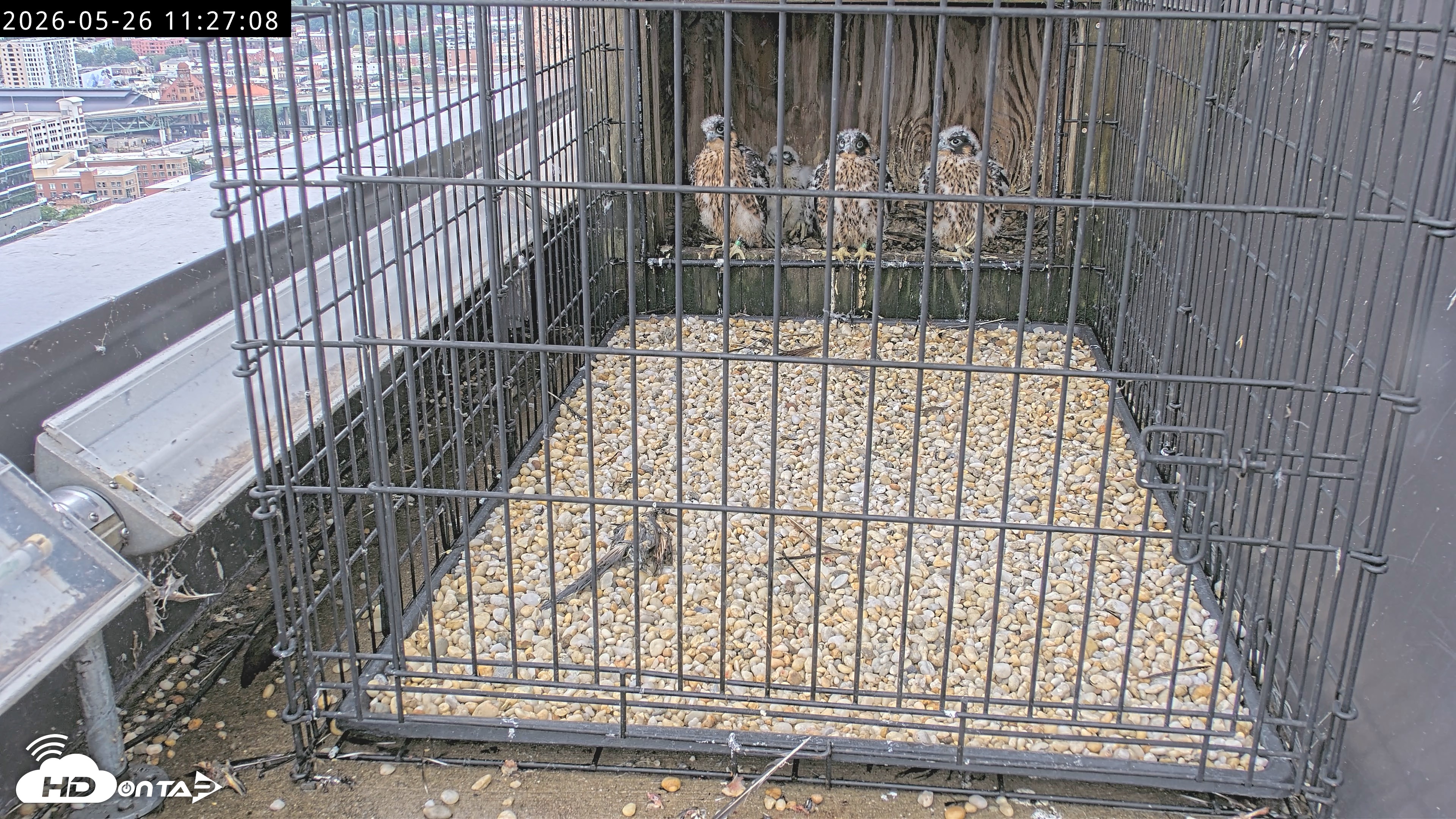Snapshot of Richmond Virginia Peregrine Falcon Live Cam taken May 26, 2026, 11:28am EDT