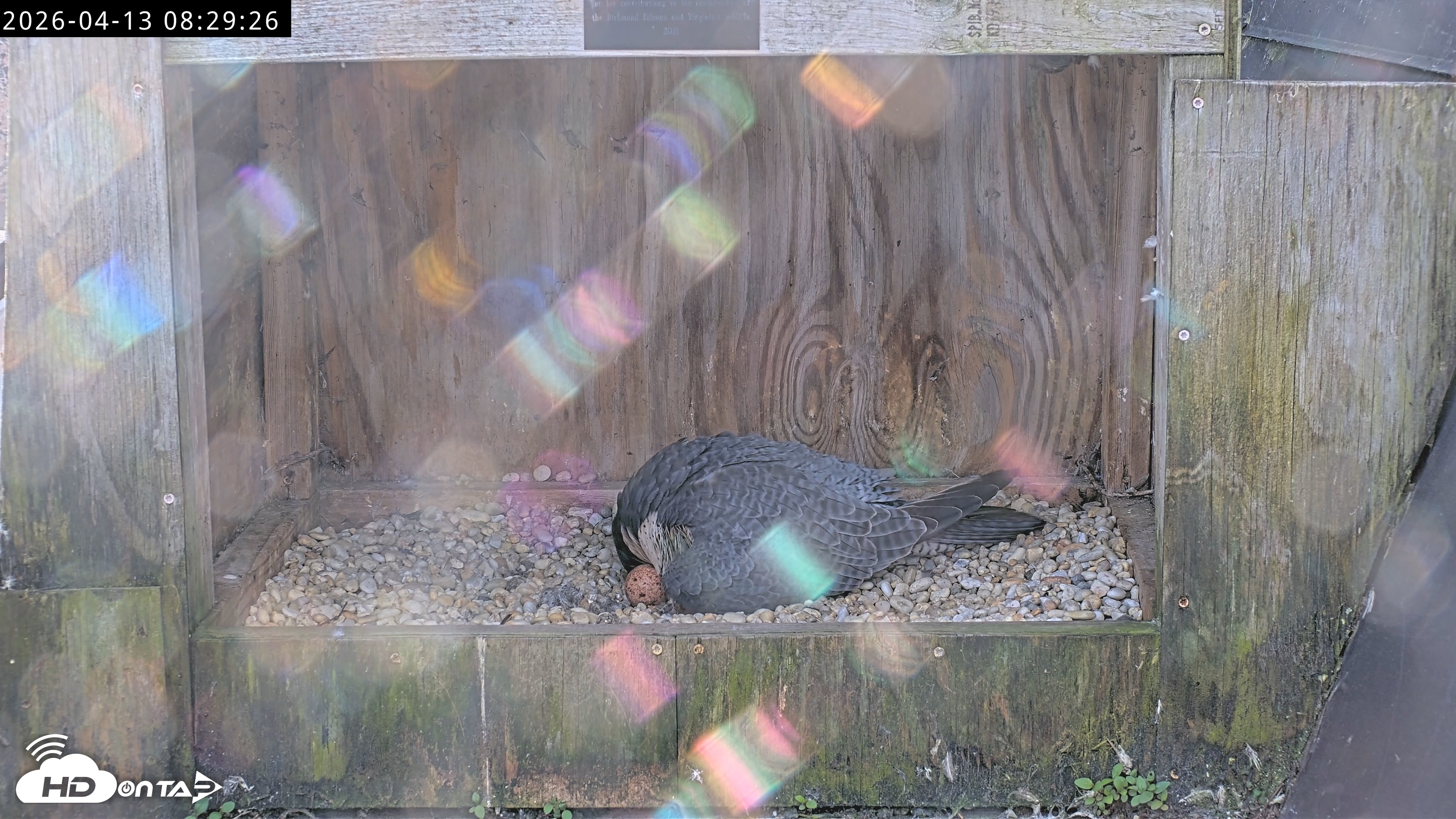 Snapshot of Richmond Virginia Peregrine Falcon Live Cam taken Apr 13, 2026, 8:41am EDT