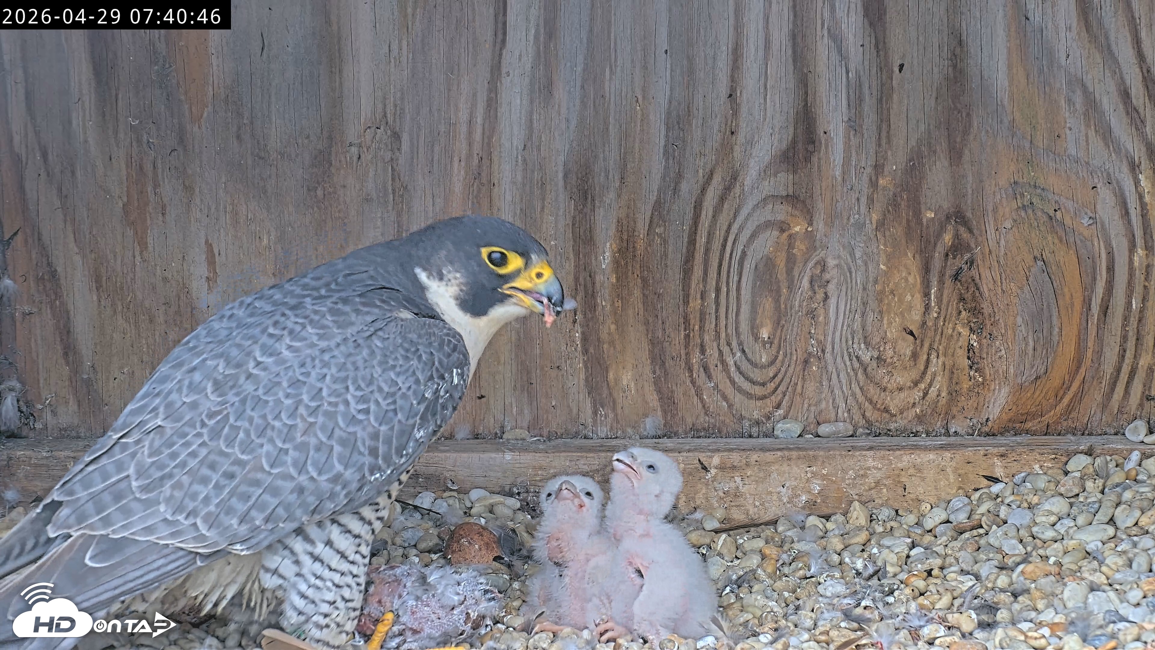 Snapshot of Richmond Virginia Peregrine Falcon Live Cam taken Apr 29, 2026, 7:52am EDT