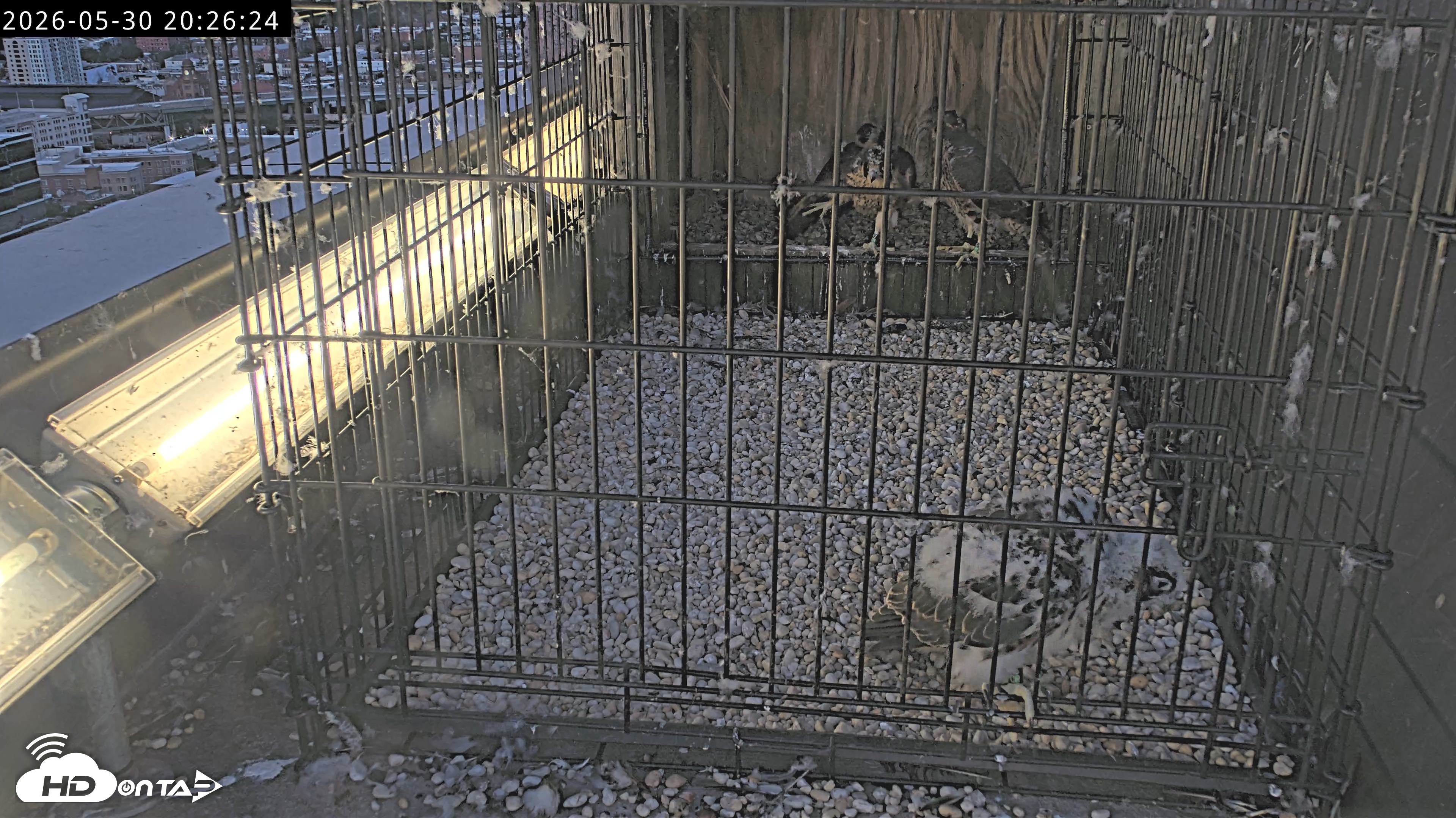 Snapshot of Richmond Virginia Peregrine Falcon Live Cam taken May 30, 2026, 8:28pm EDT