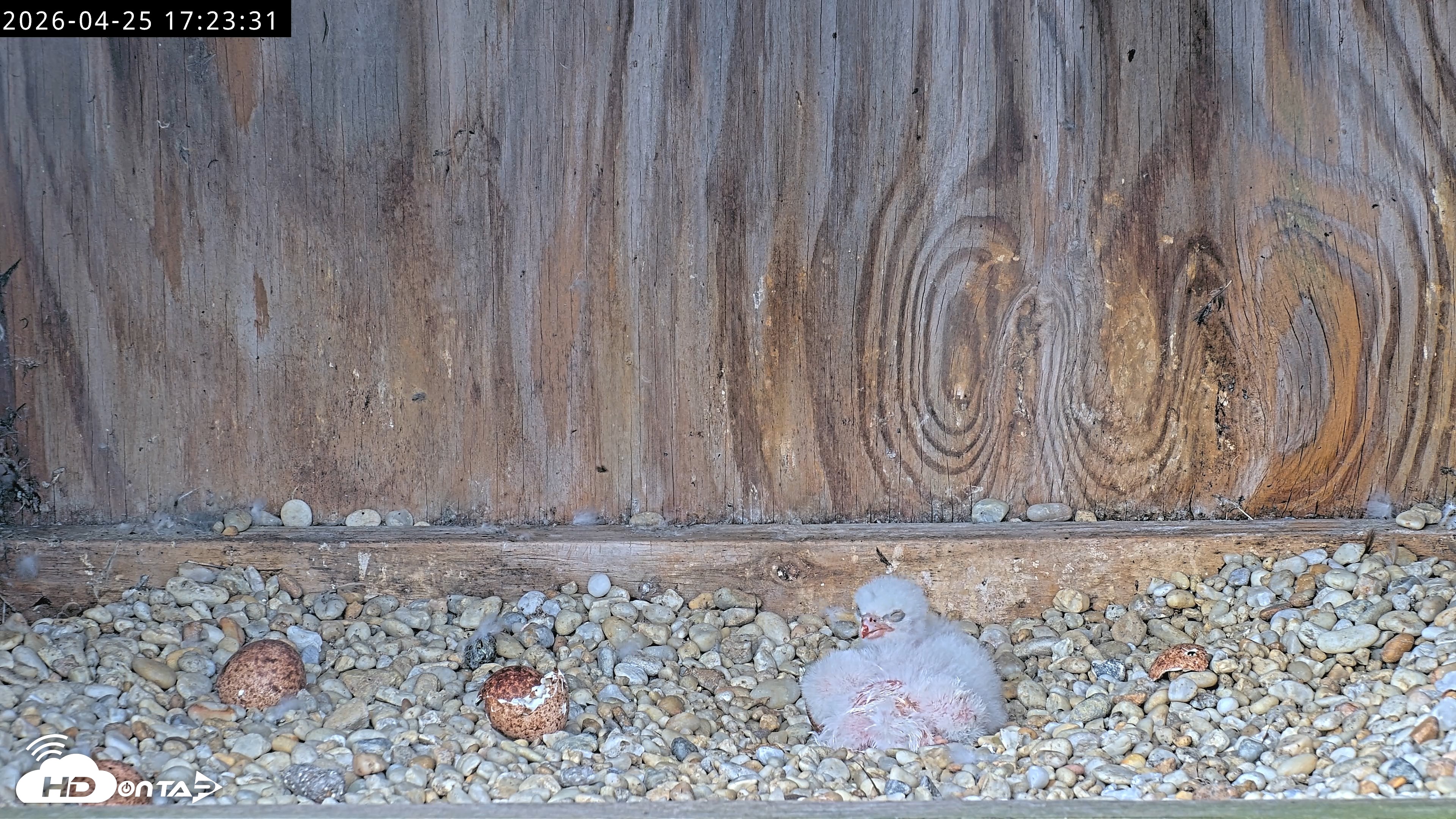 Snapshot of Richmond Virginia Peregrine Falcon Live Cam taken Apr 25, 2026, 5:35pm EDT