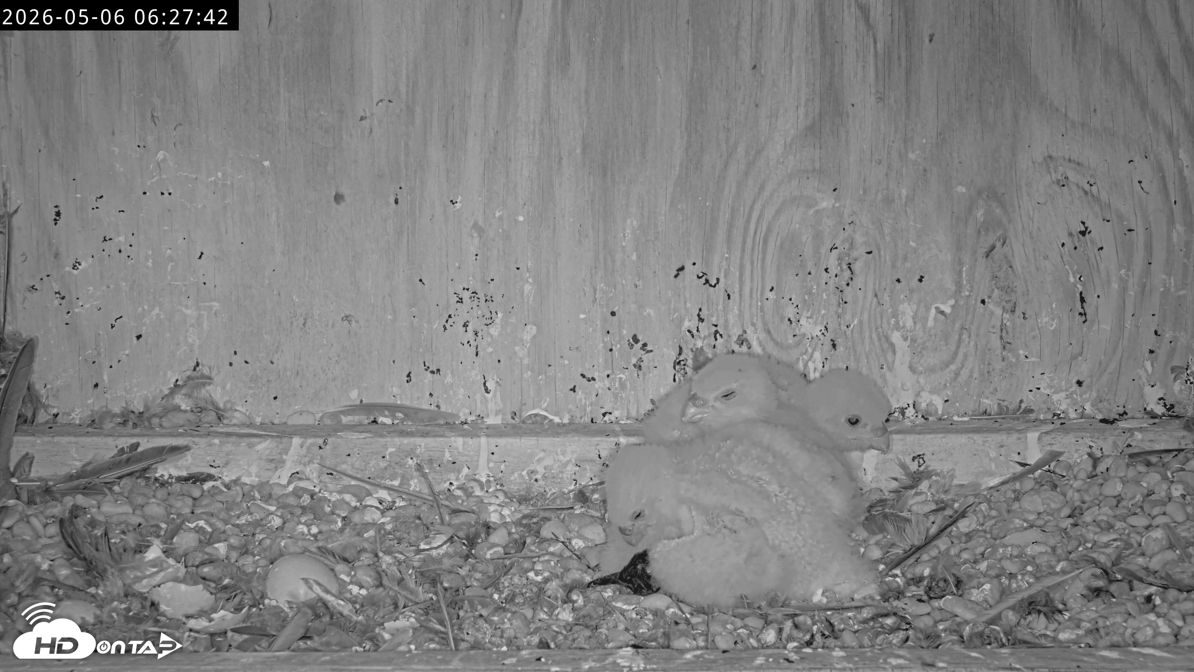 Snapshot of Richmond Virginia Peregrine Falcon Live Cam taken May 6, 2026, 6:28am EDT