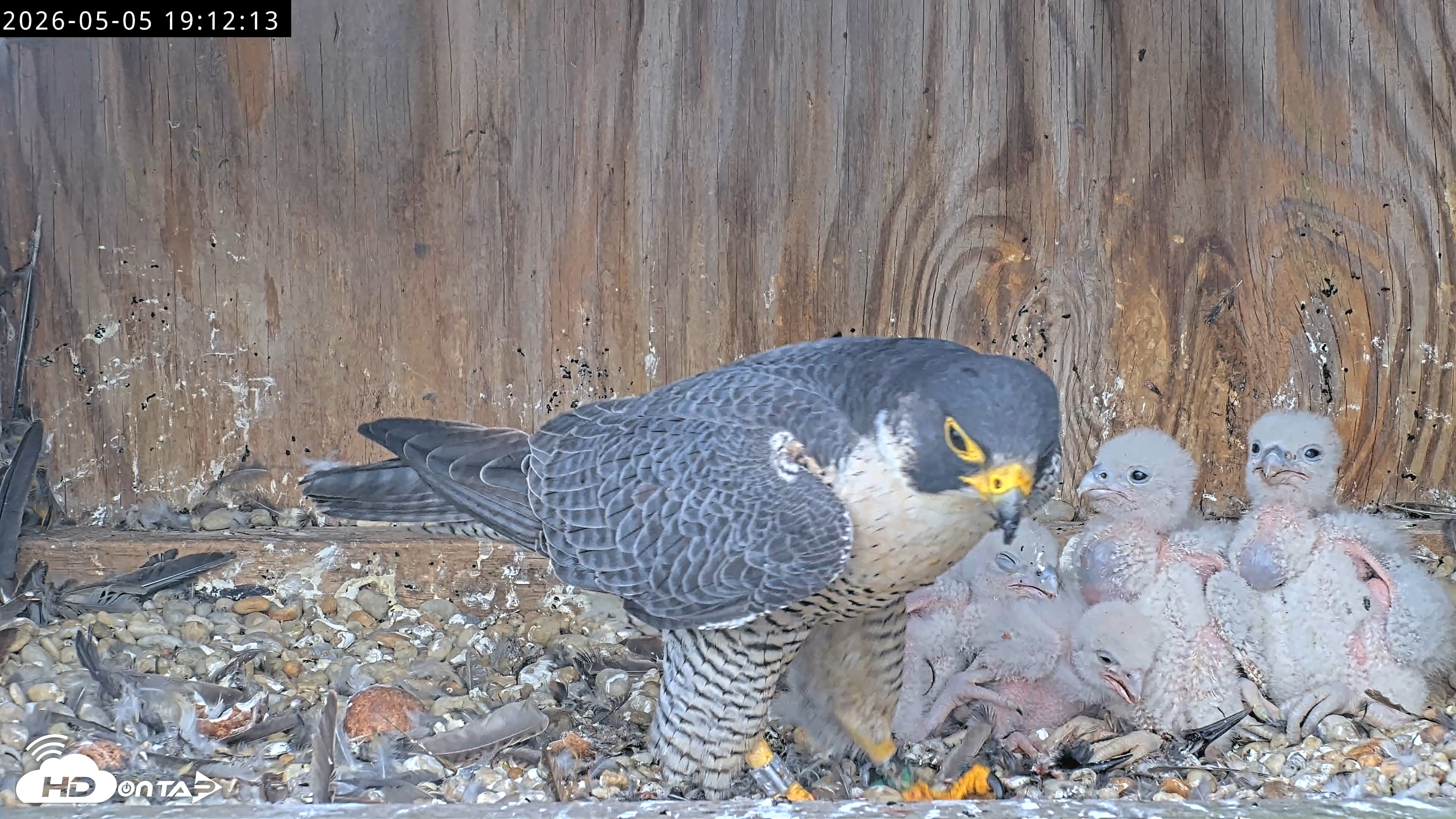 Snapshot of Richmond Virginia Peregrine Falcon Live Cam taken May 5, 2026, 7:13pm EDT