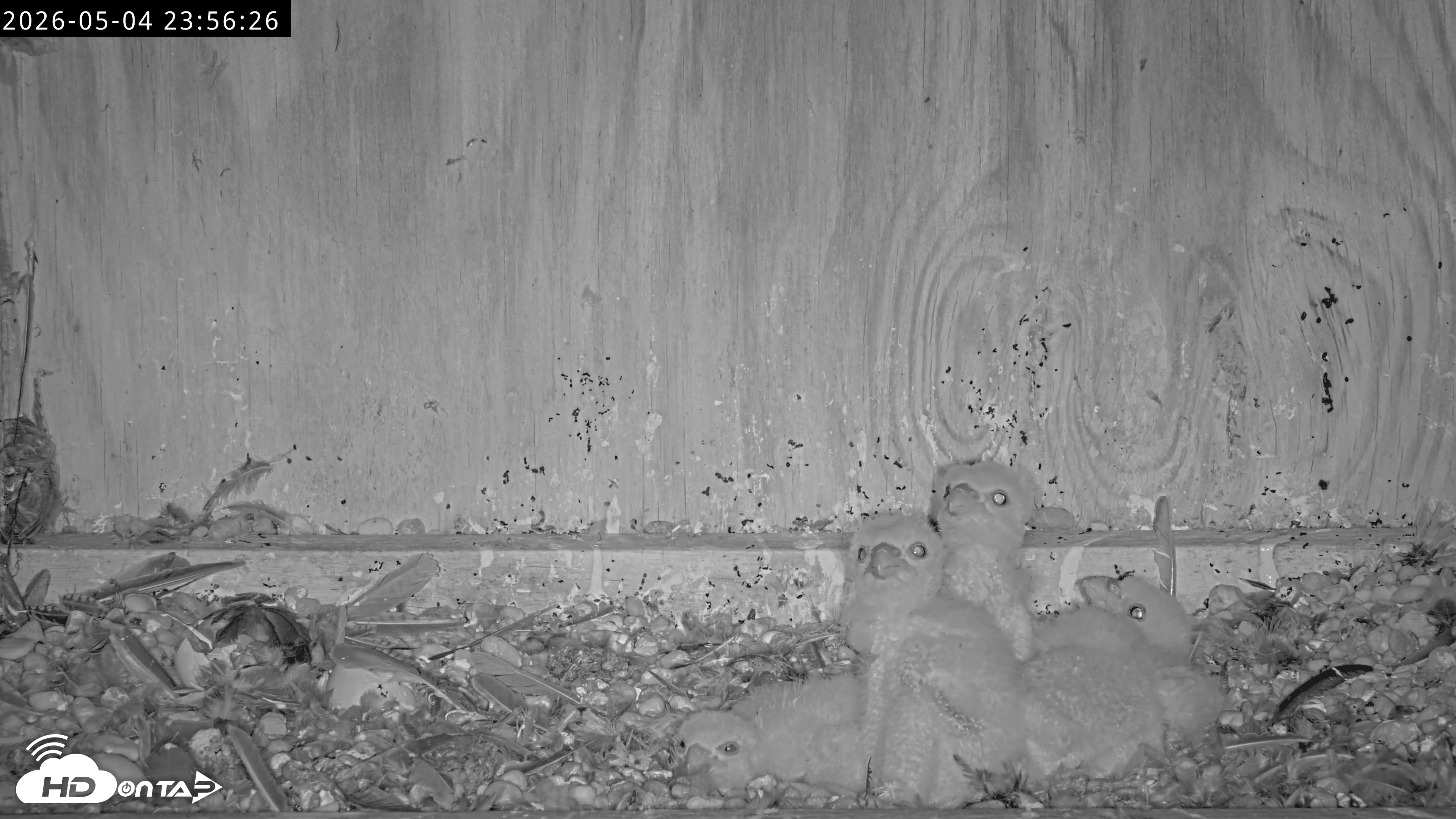 Snapshot of Richmond Virginia Peregrine Falcon Live Cam taken May 4, 2026, 11:57pm EDT