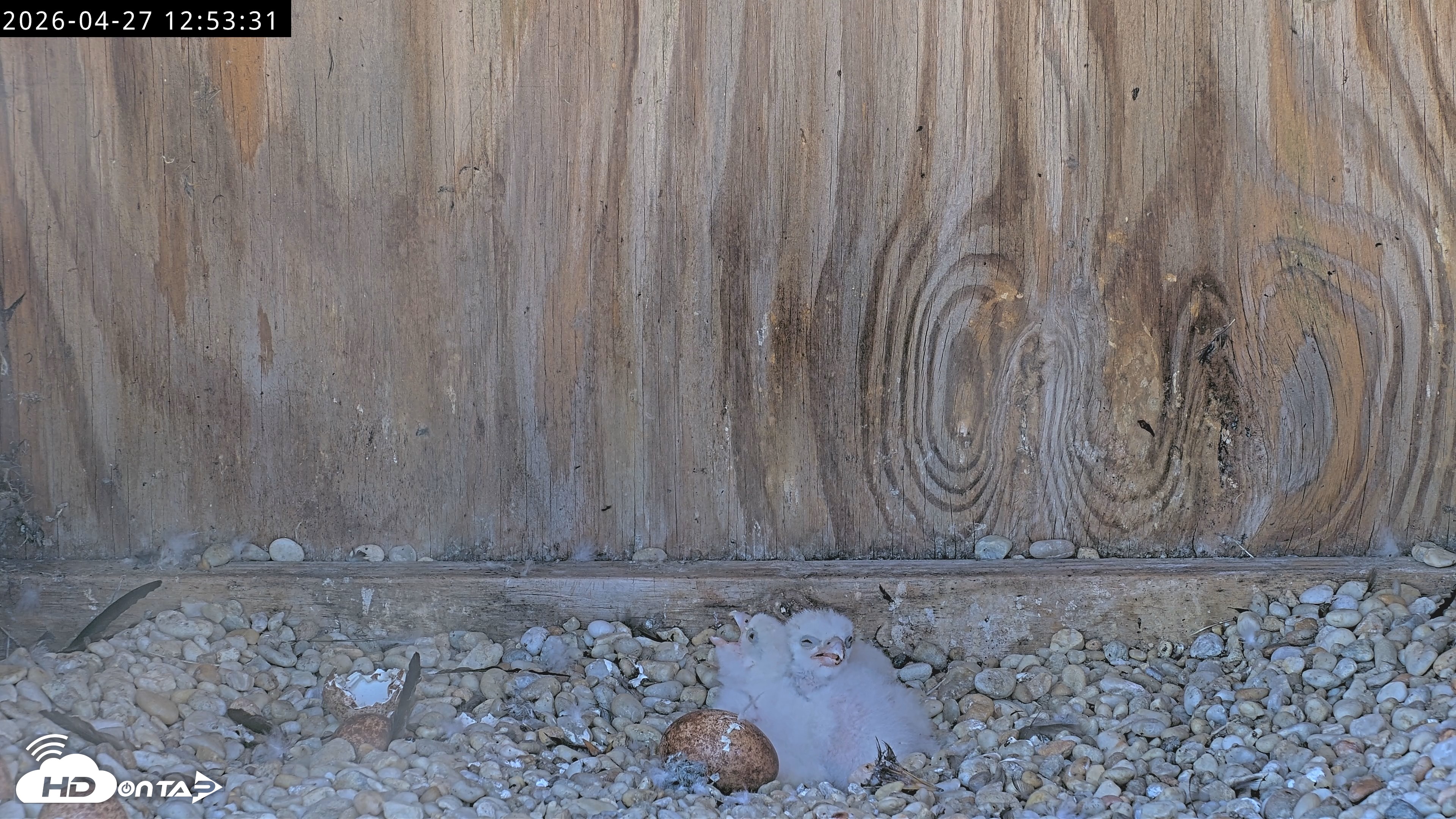 Snapshot of Richmond Virginia Peregrine Falcon Live Cam taken Apr 27, 2026, 1:05pm EDT