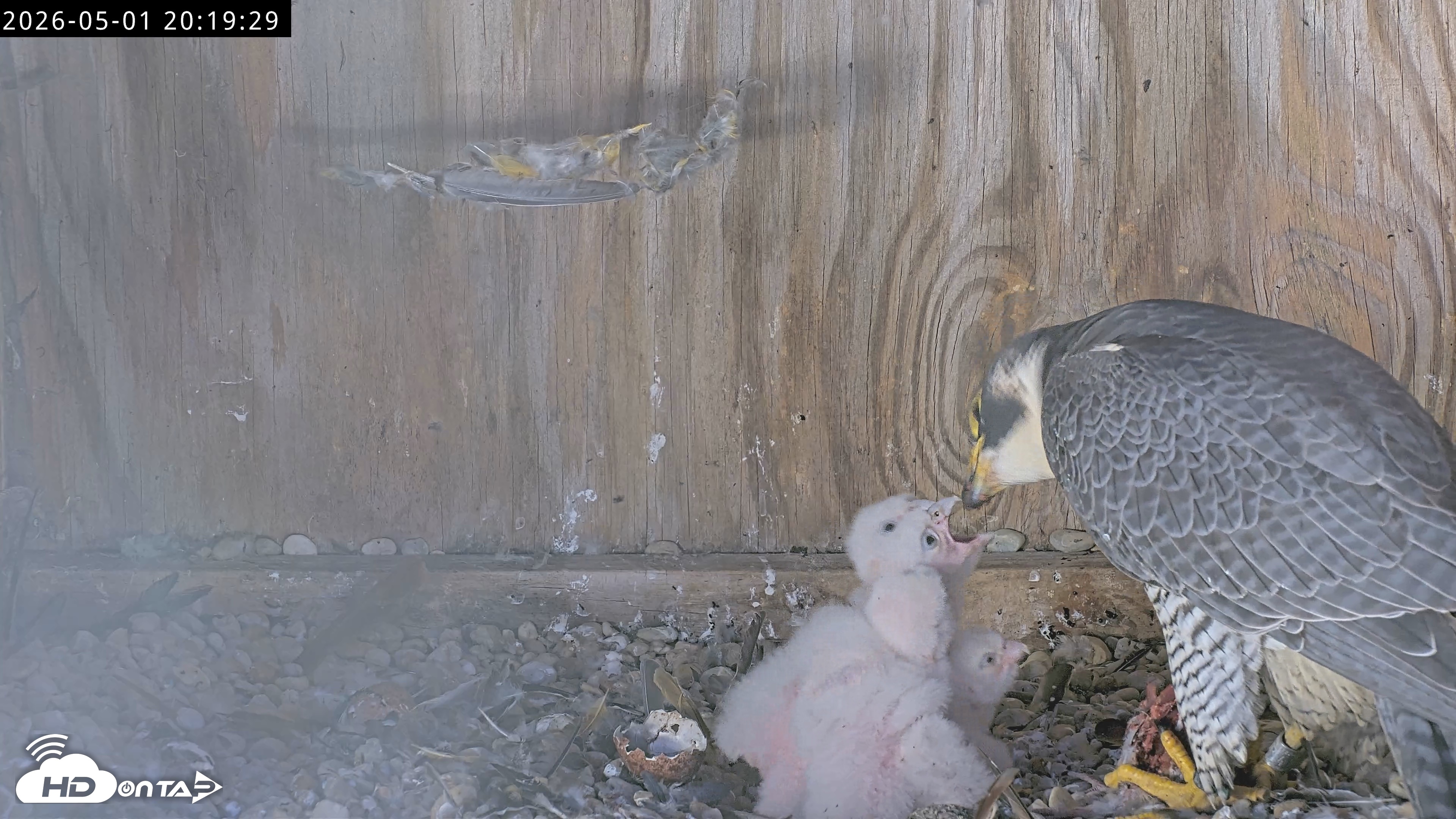 Snapshot of Richmond Virginia Peregrine Falcon Live Cam taken May 1, 2026, 8:20pm EDT