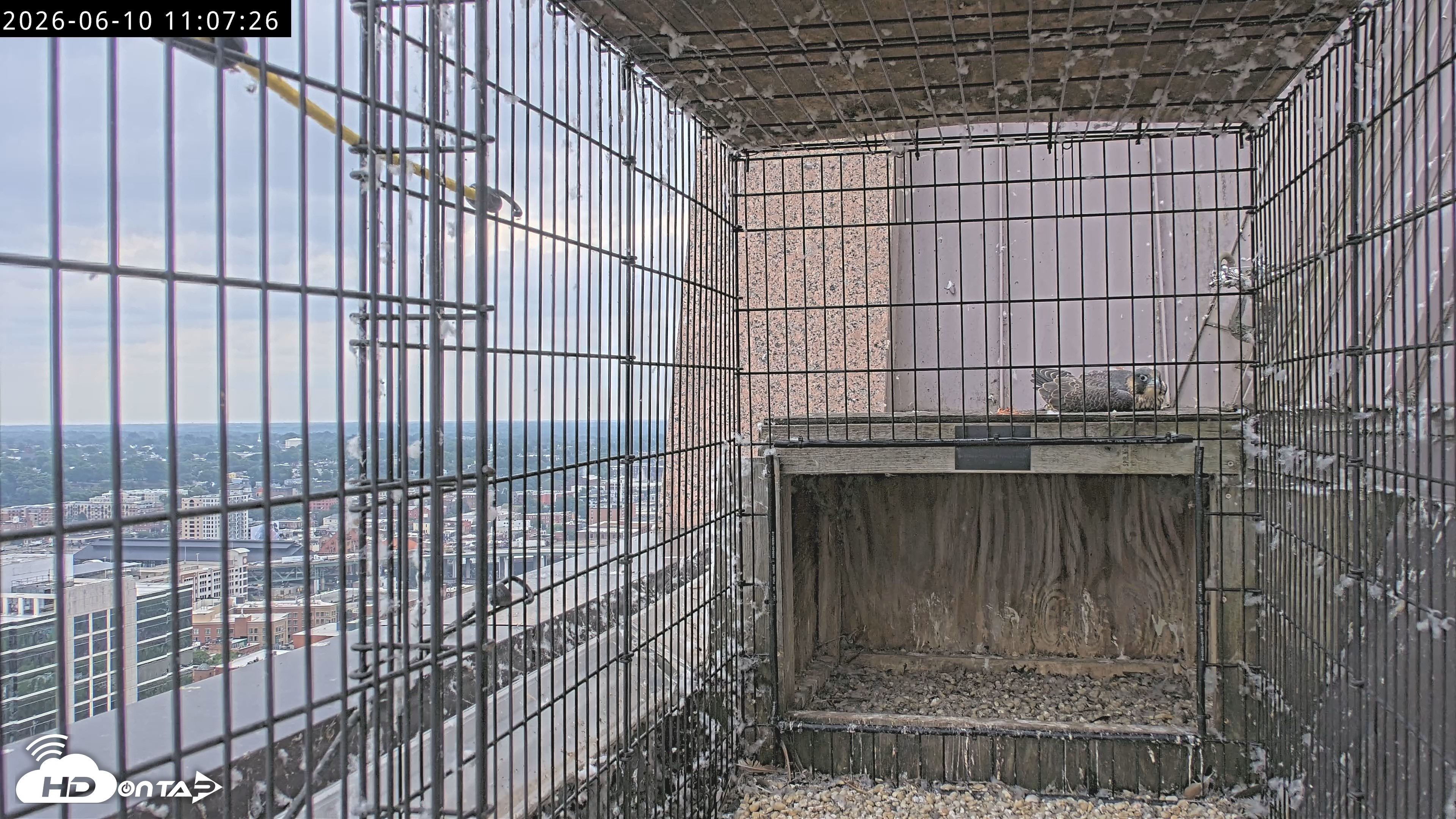 Snapshot of Richmond Virginia Peregrine Falcon Live Cam taken Jun 10, 2026, 11:10am EDT
