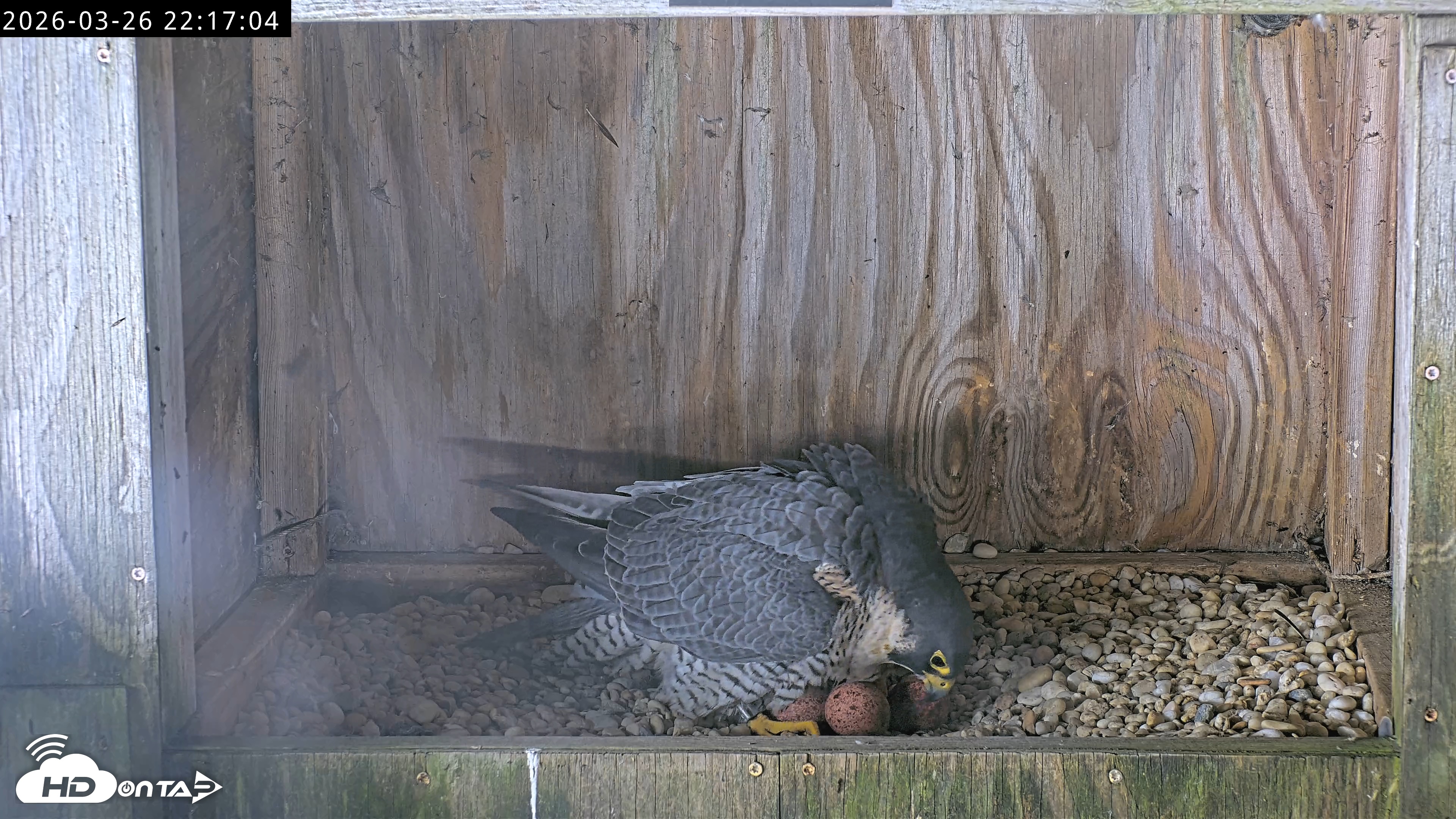 Snapshot of Richmond Virginia Peregrine Falcon Live Cam taken Mar 26, 2026, 10:28pm EDT