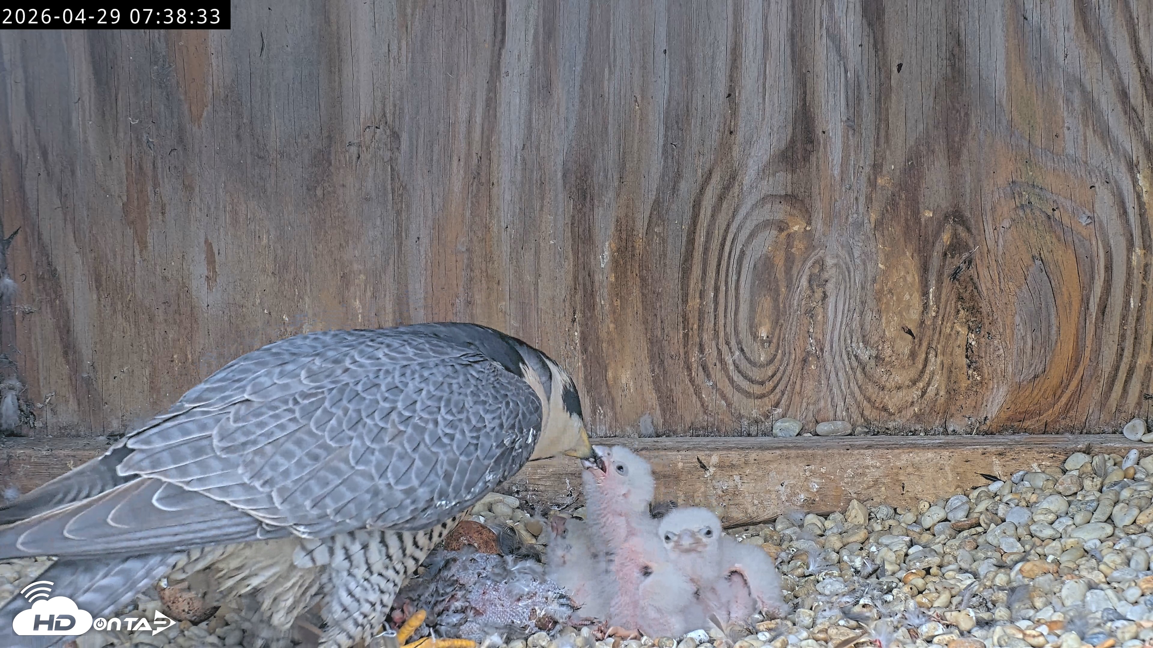 Snapshot of Richmond Virginia Peregrine Falcon Live Cam taken Apr 29, 2026, 7:51am EDT