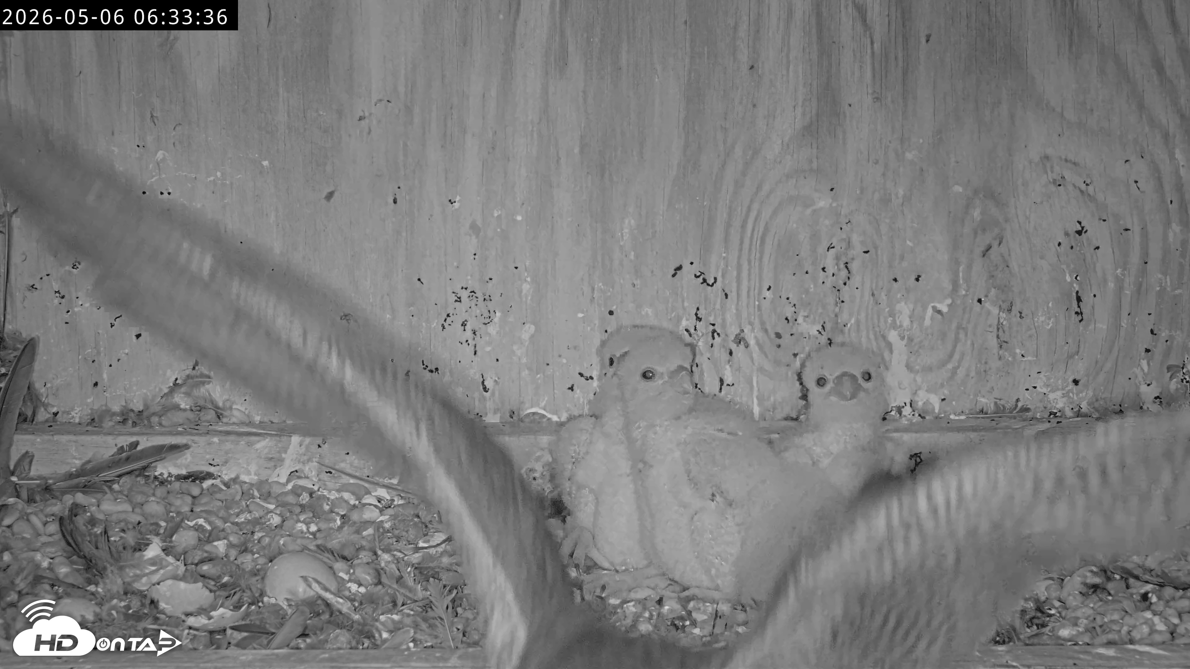 Snapshot of Richmond Virginia Peregrine Falcon Live Cam taken May 6, 2026, 6:34am EDT