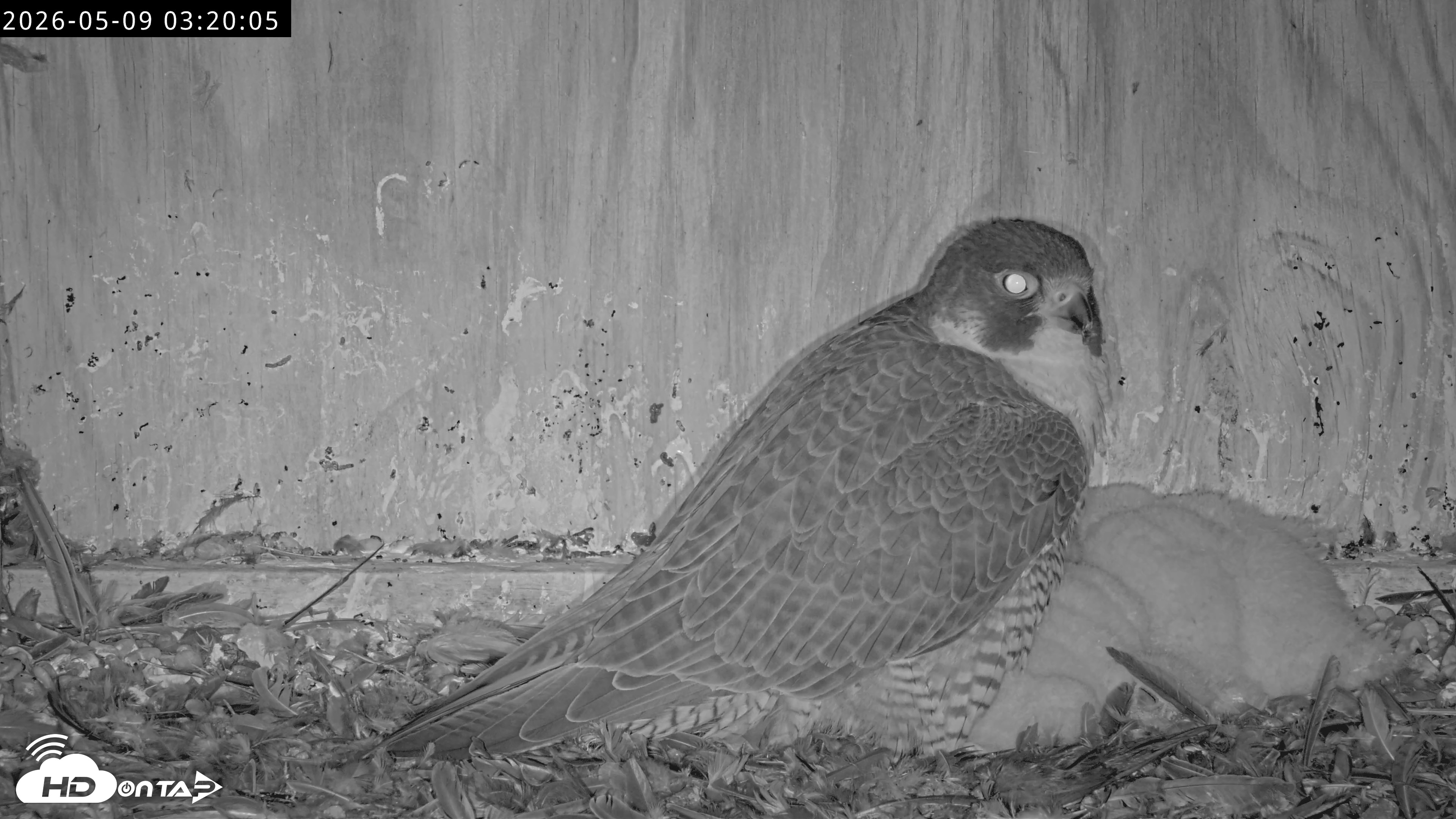 Snapshot of Richmond Virginia Peregrine Falcon Live Cam taken May 9, 2026, 3:21am EDT