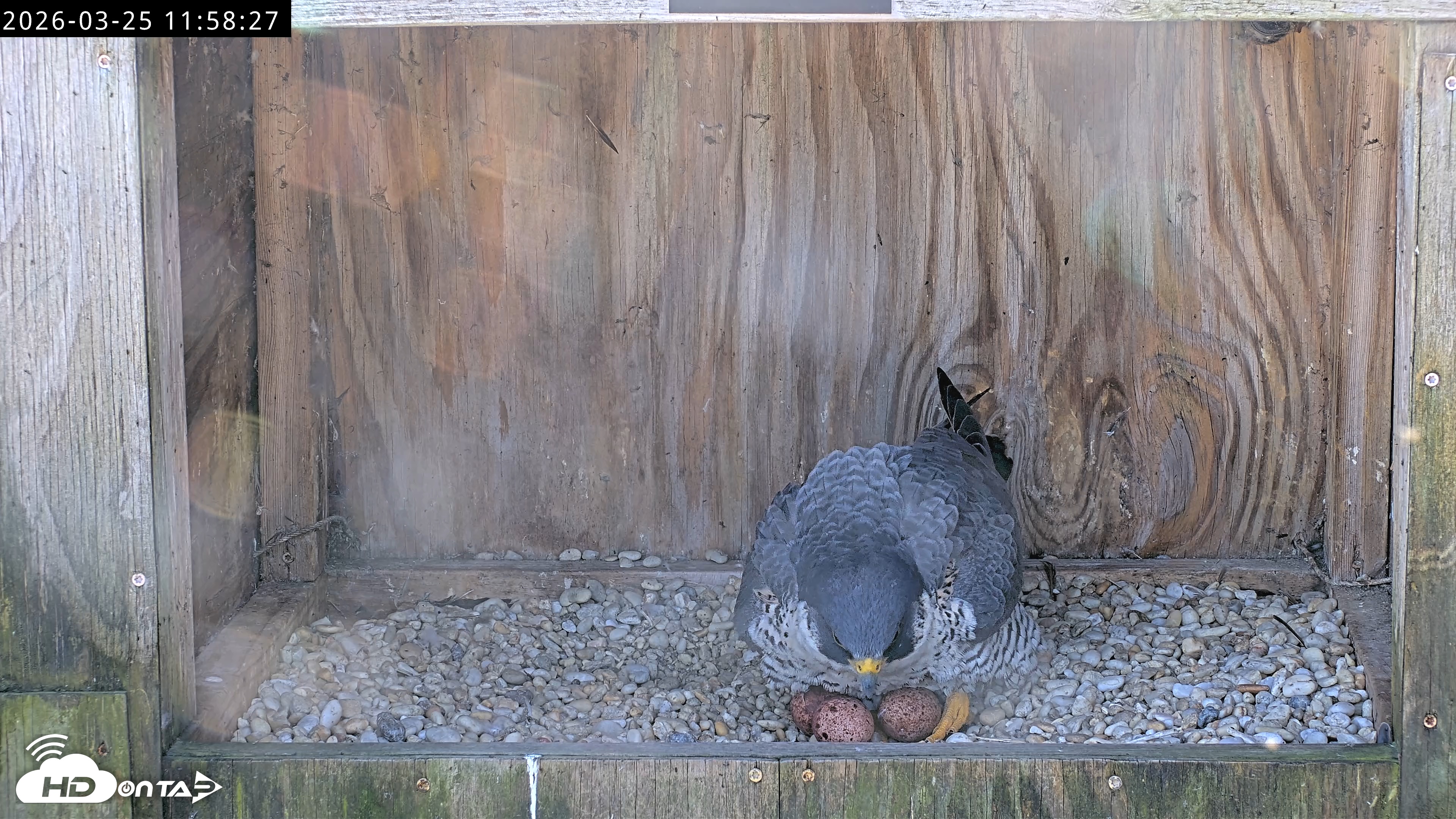 Snapshot of Richmond Virginia Peregrine Falcon Live Cam taken Mar 25, 2026, 12:10pm EDT