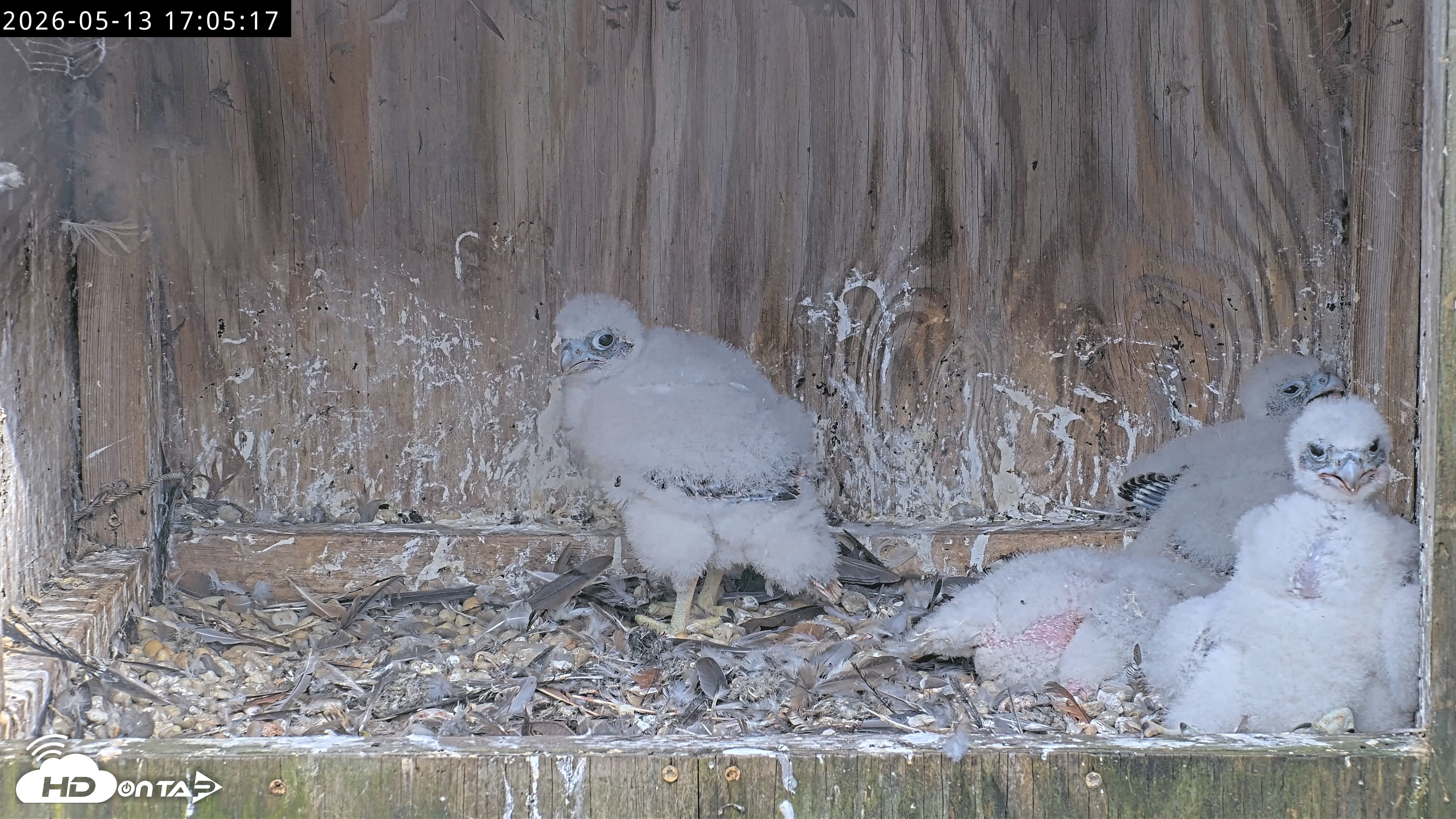 Snapshot of Richmond Virginia Peregrine Falcon Live Cam taken May 13, 2026, 5:06pm EDT