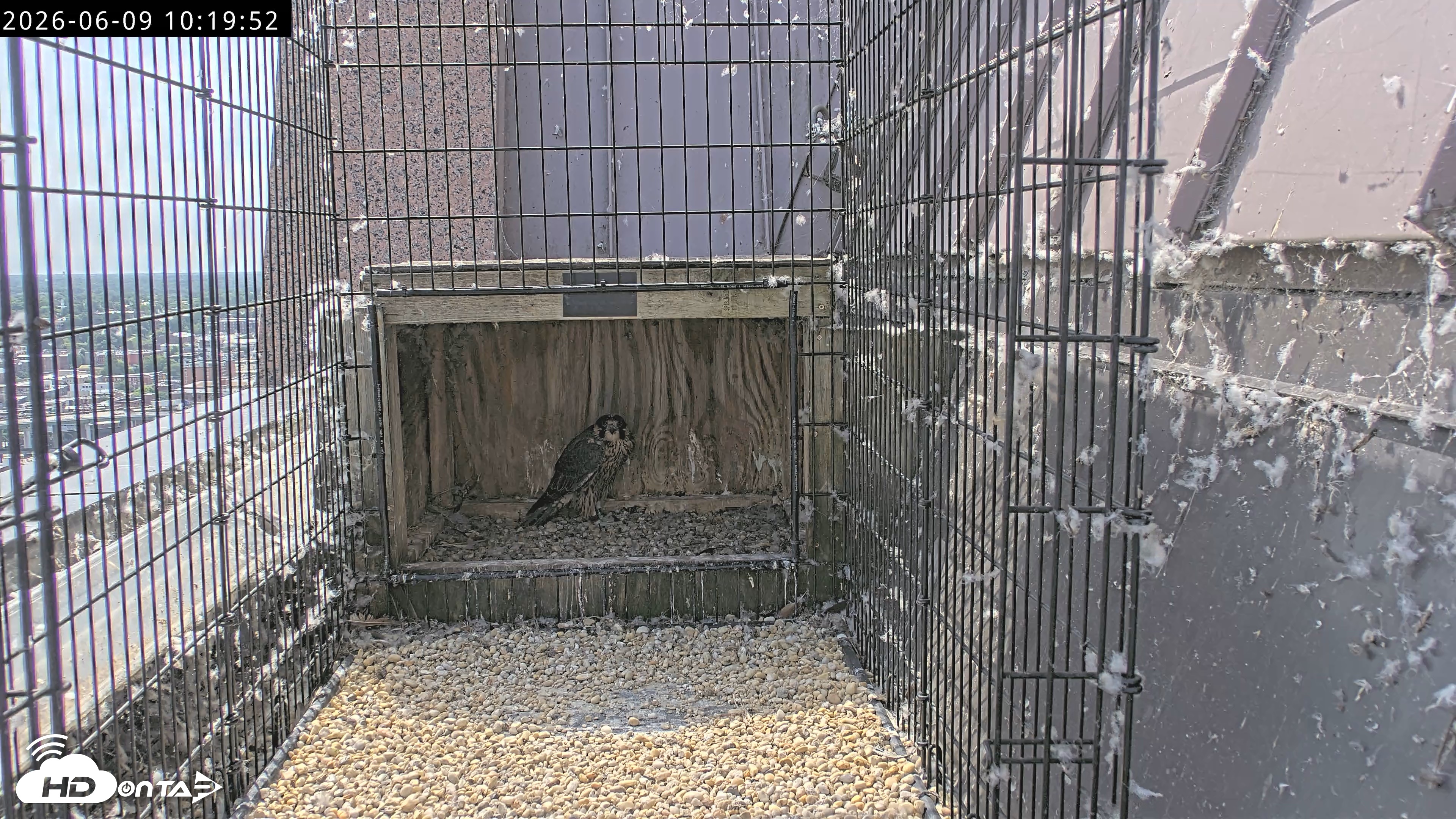 Snapshot of Richmond Virginia Peregrine Falcon Live Cam taken Jun 9, 2026, 10:22am EDT