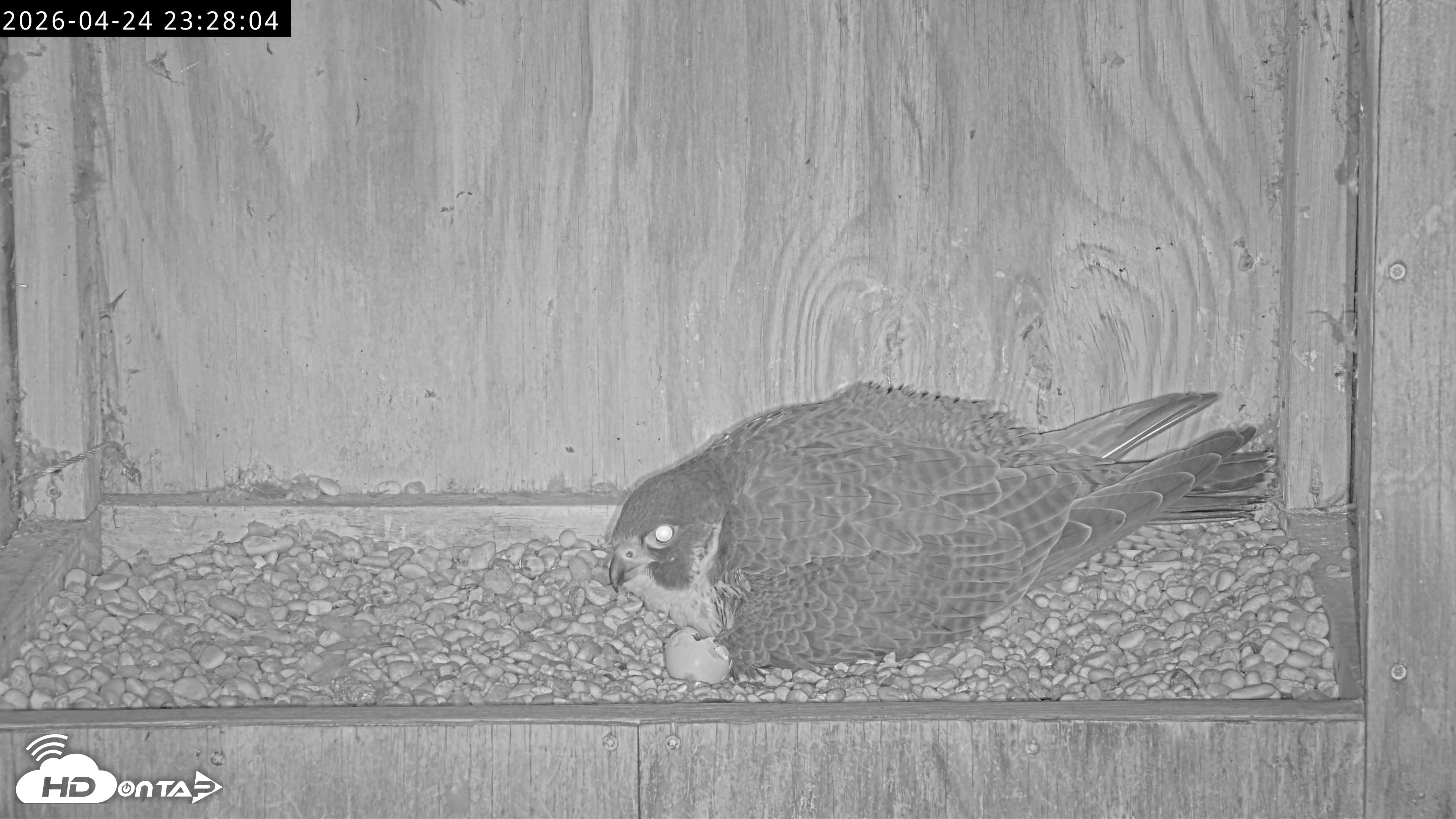 Snapshot of Richmond Virginia Peregrine Falcon Live Cam taken Apr 24, 2026, 11:39pm EDT