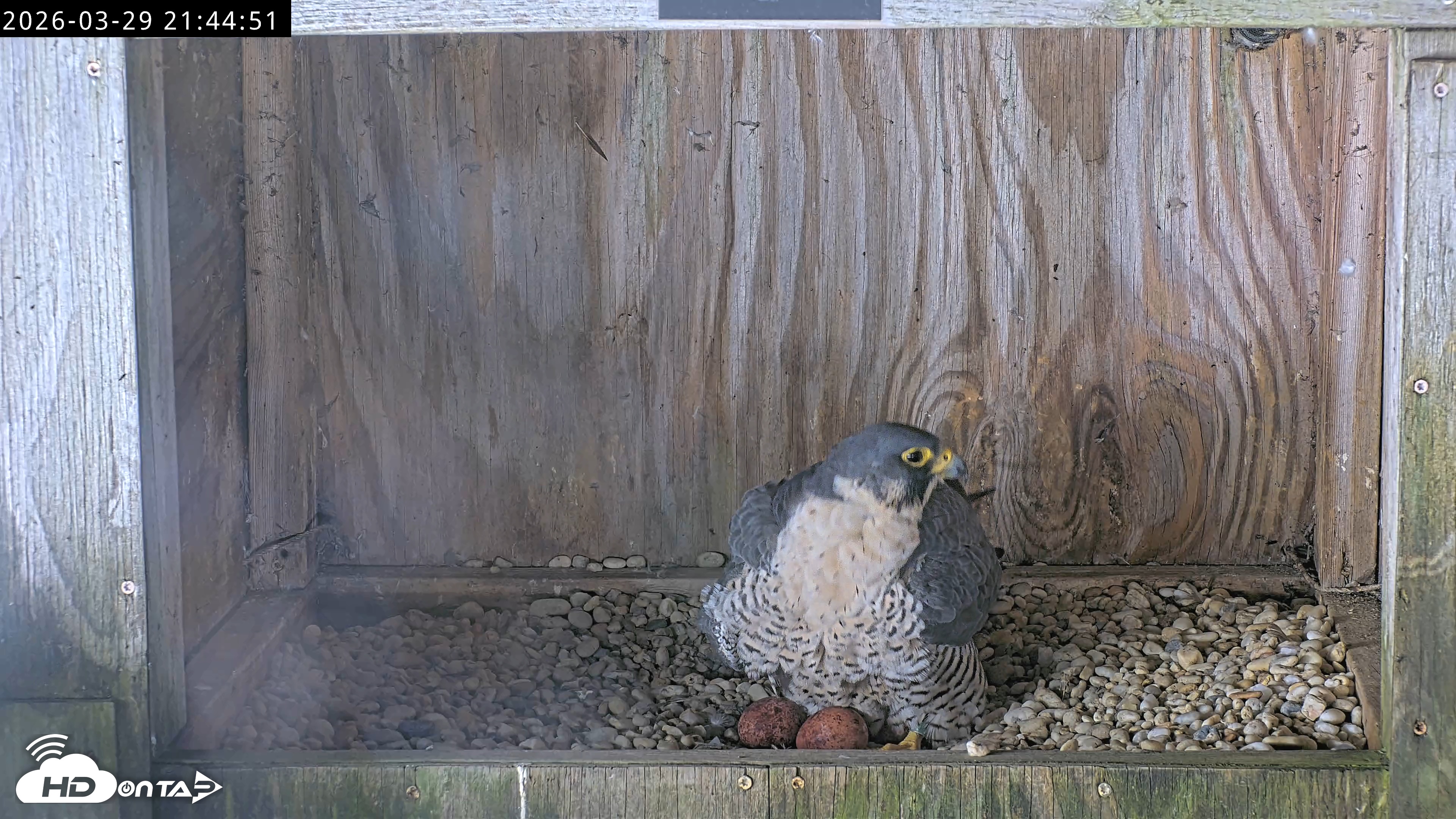 Snapshot of Richmond Virginia Peregrine Falcon Live Cam taken Mar 29, 2026, 9:56pm EDT