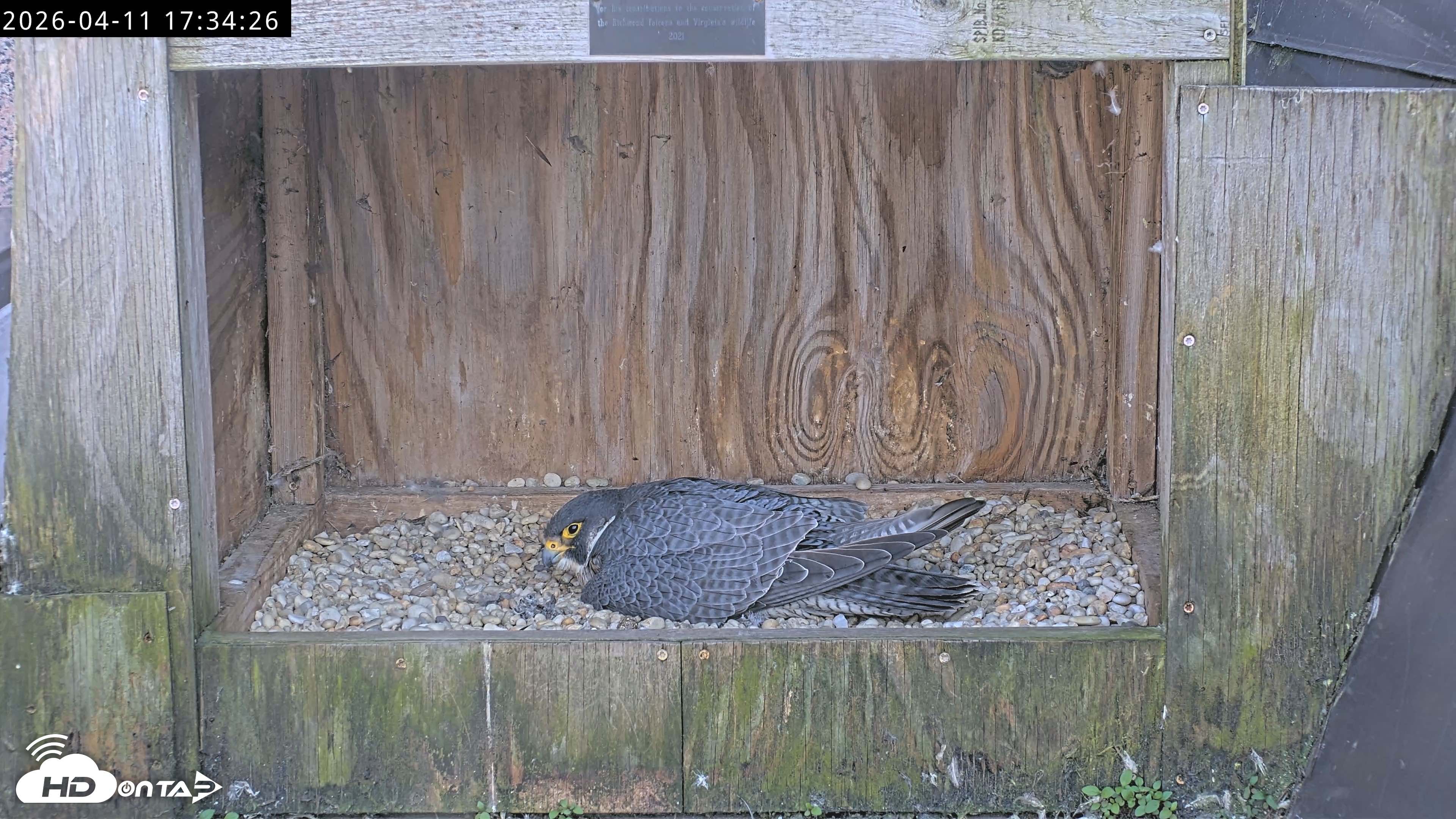 Snapshot of Richmond Virginia Peregrine Falcon Live Cam taken Apr 11, 2026, 5:46pm EDT