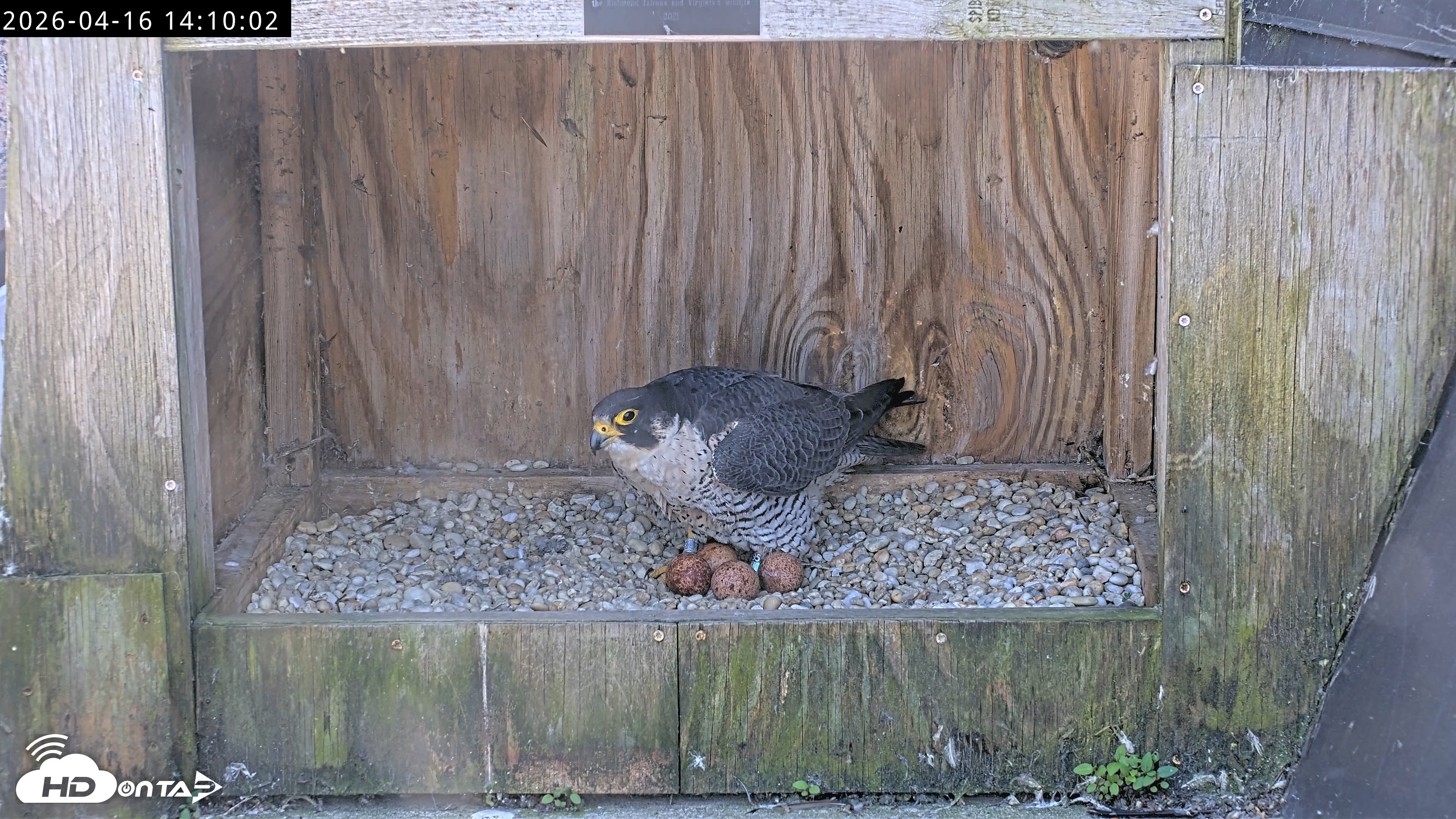 Snapshot of Richmond Virginia Peregrine Falcon Live Cam taken Apr 16, 2026, 2:21pm EDT
