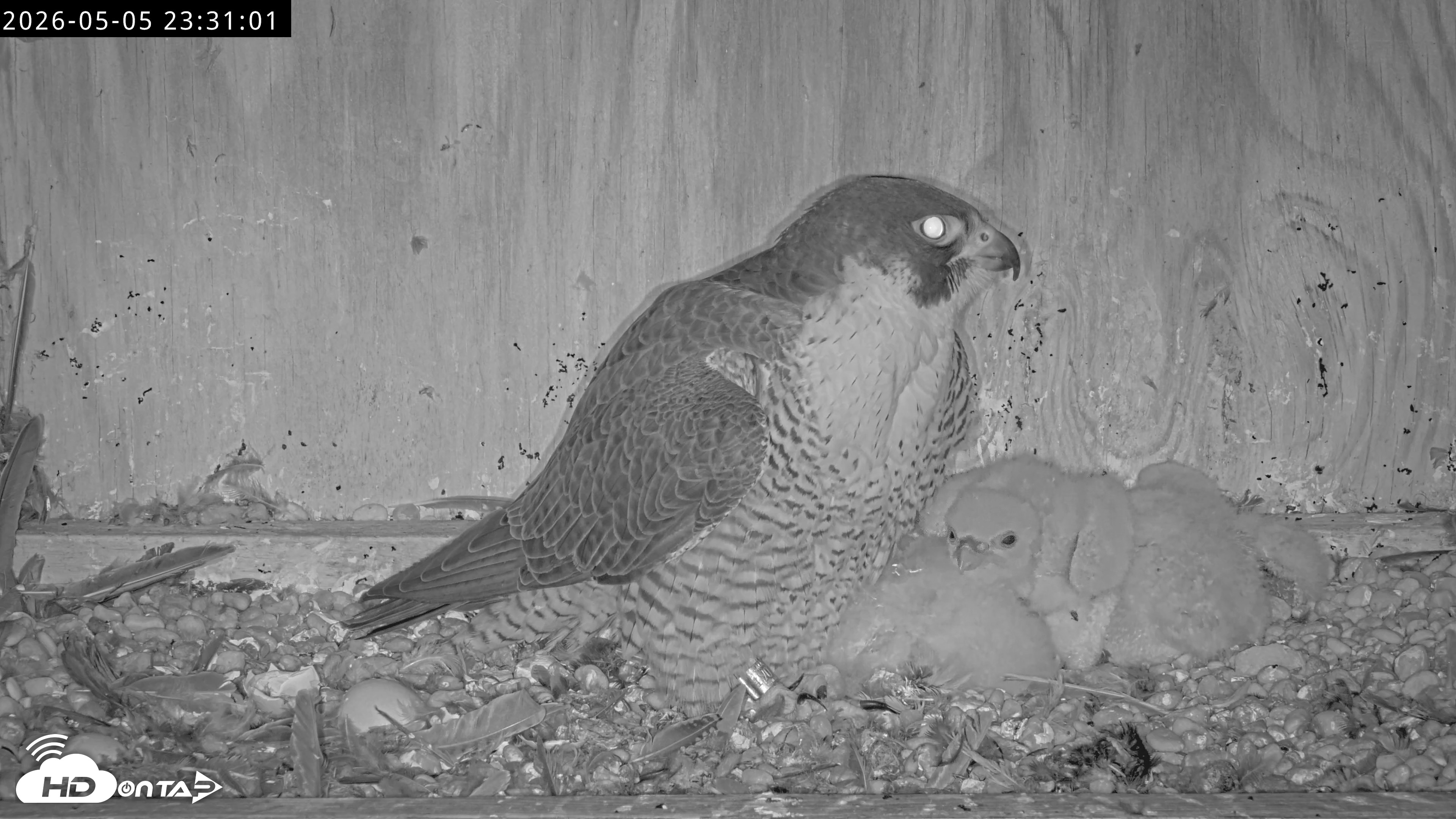 Snapshot of Richmond Virginia Peregrine Falcon Live Cam taken May 5, 2026, 11:31pm EDT