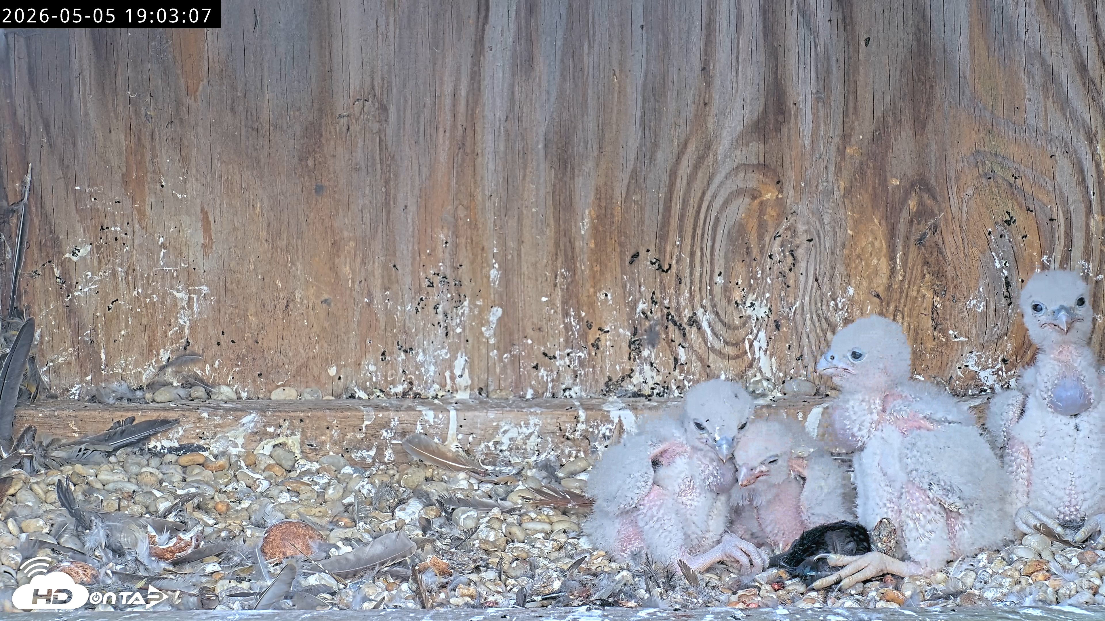 Snapshot of Richmond Virginia Peregrine Falcon Live Cam taken May 5, 2026, 7:03pm EDT