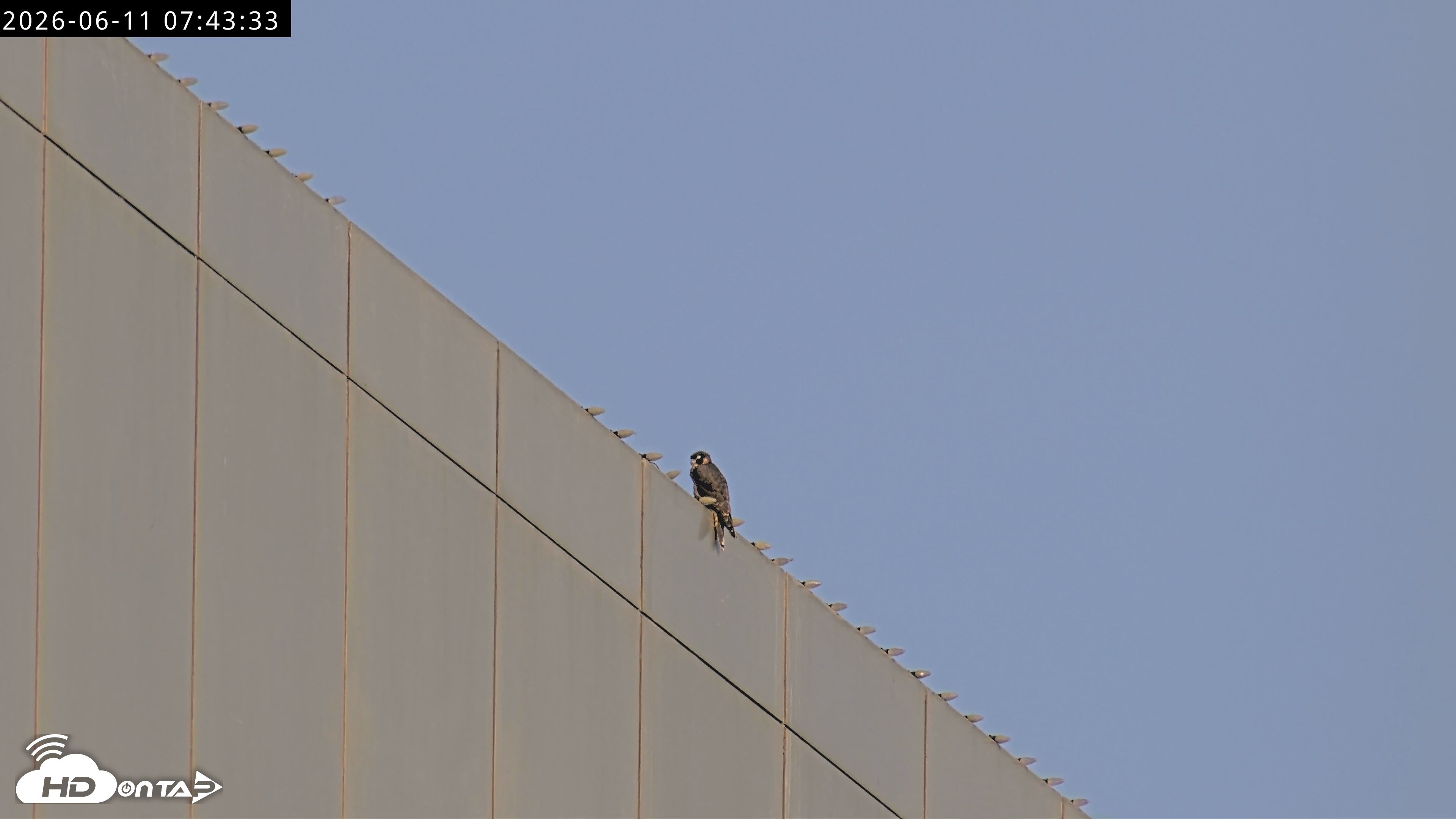 Snapshot of Richmond Virginia Peregrine Falcon Live Cam taken Jun 11, 2026, 7:46am EDT