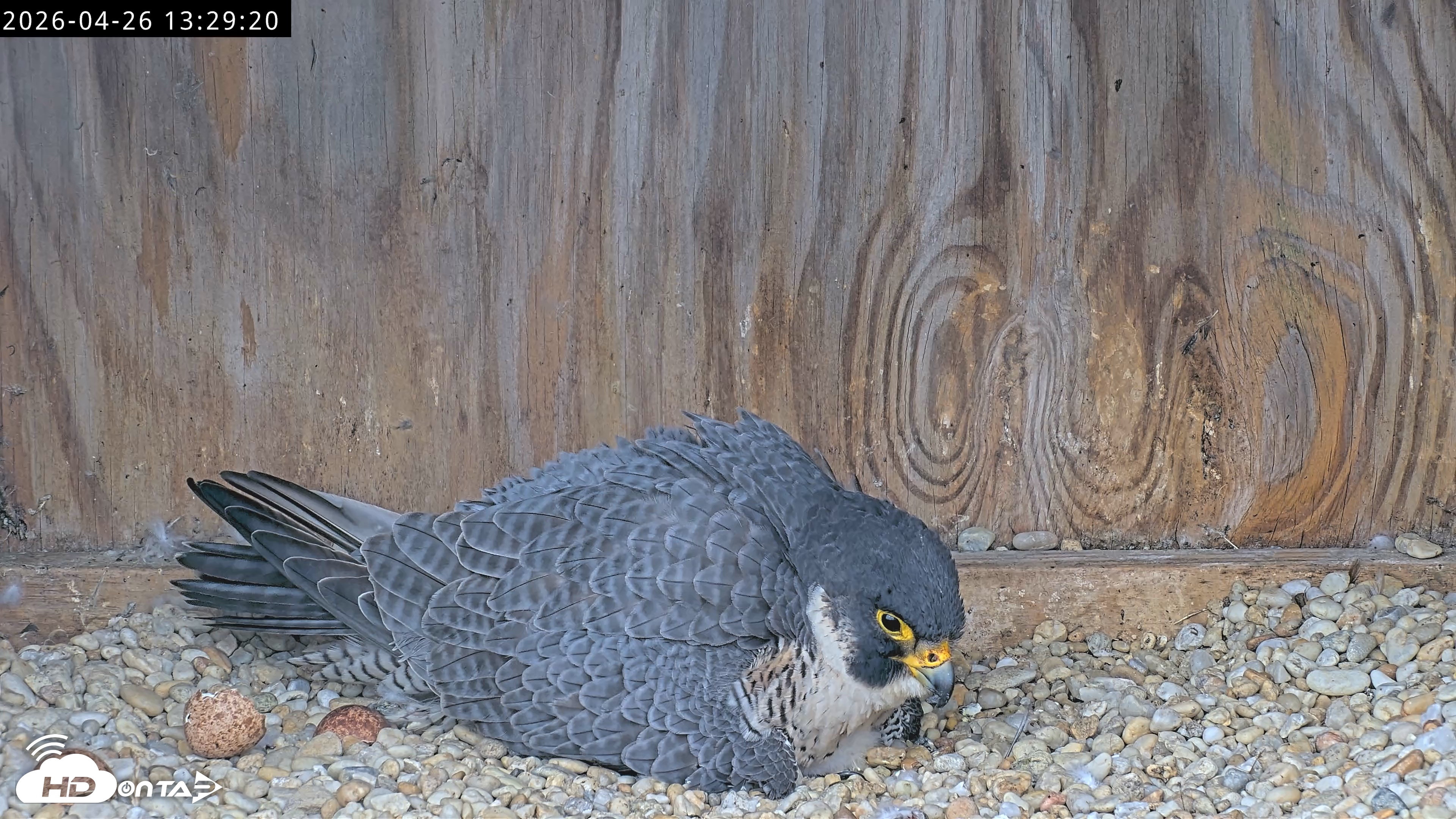 Snapshot of Richmond Virginia Peregrine Falcon Live Cam taken Apr 26, 2026, 1:41pm EDT