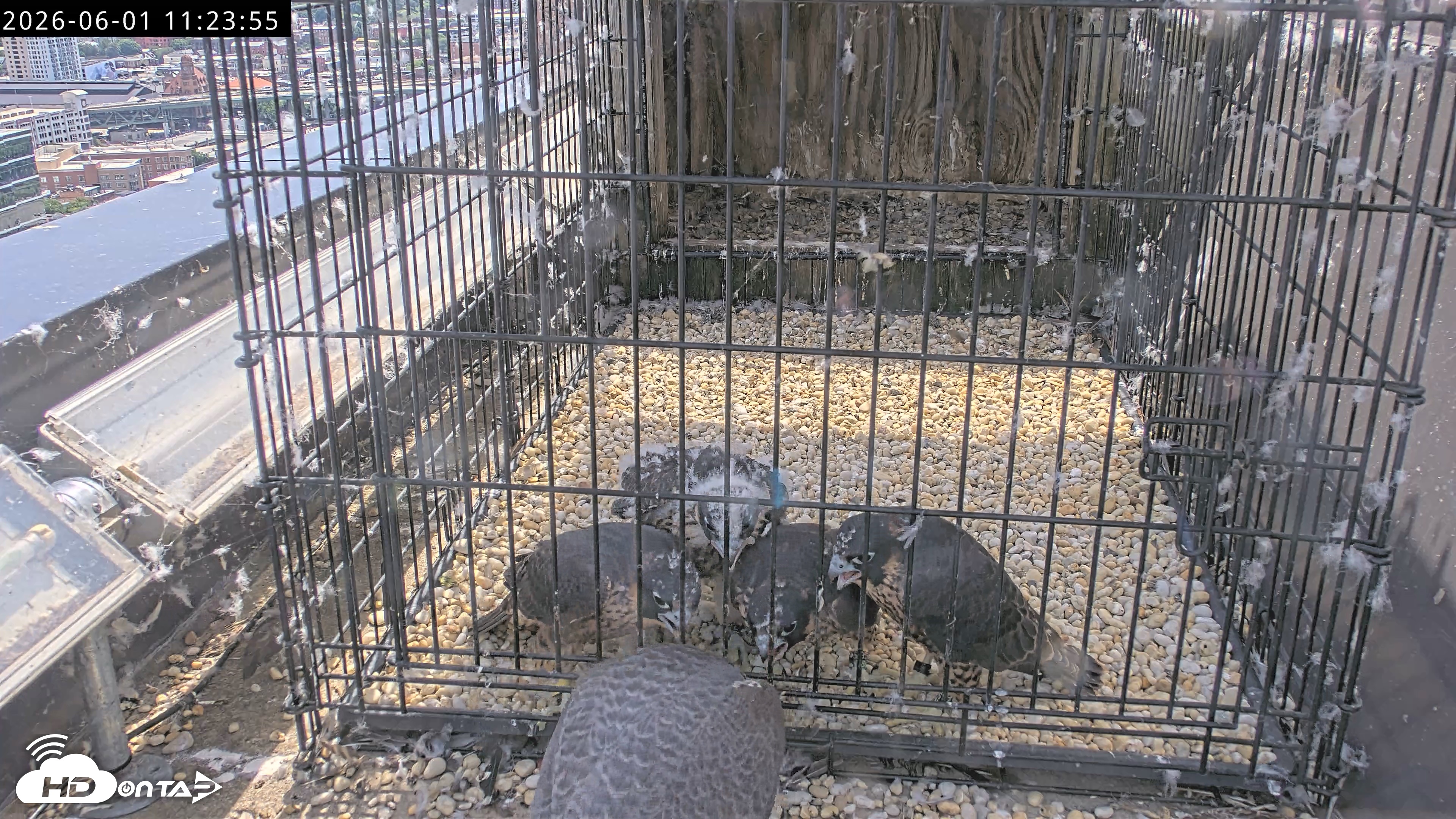 Snapshot of Richmond Virginia Peregrine Falcon Live Cam taken Jun 1, 2026, 11:25am EDT
