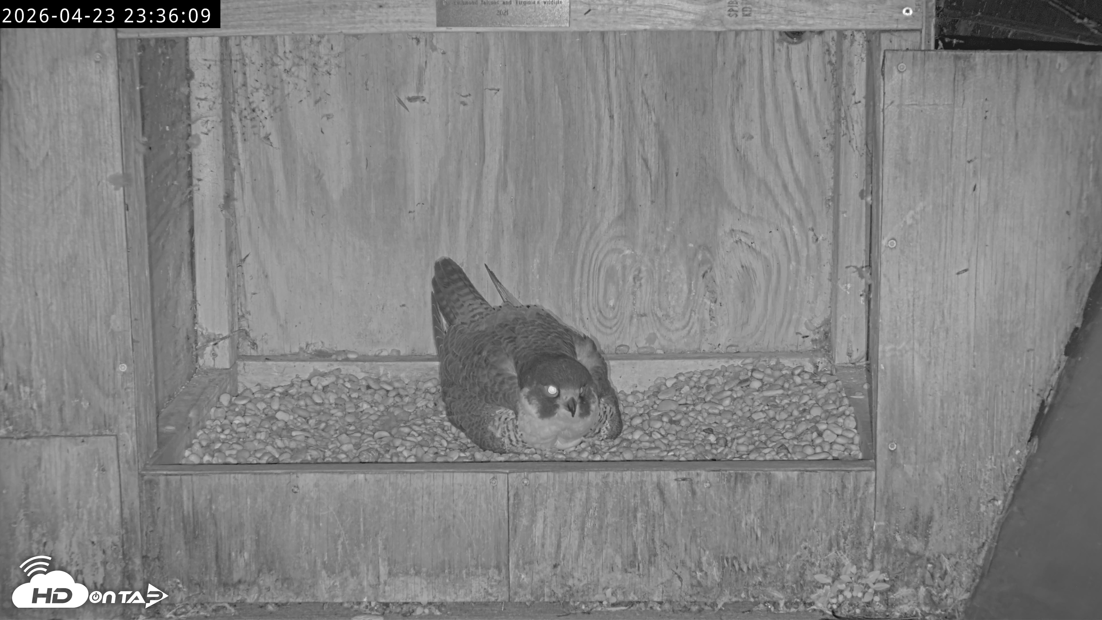 Snapshot of Richmond Virginia Peregrine Falcon Live Cam taken Apr 23, 2026, 11:49pm EDT