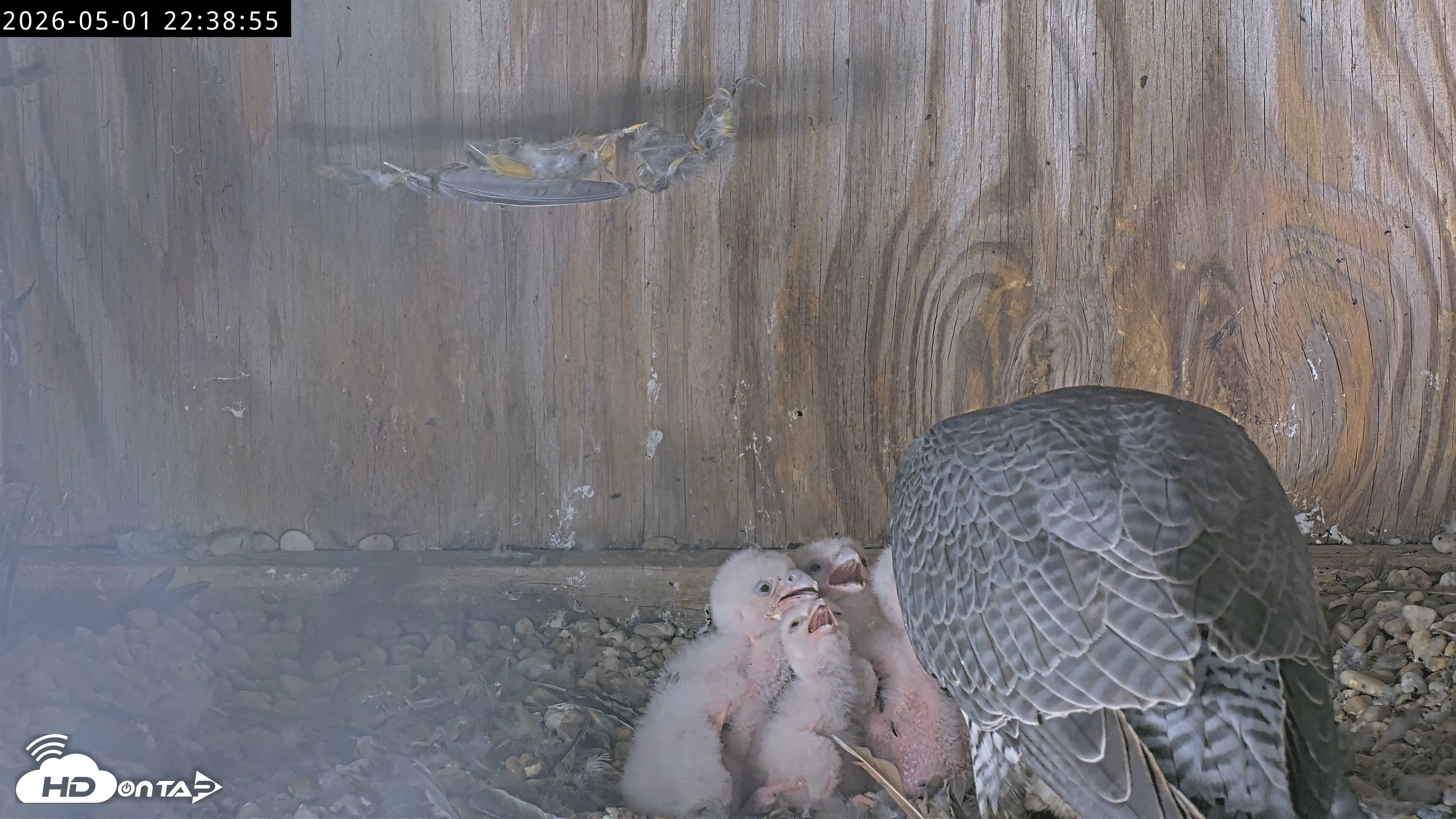 Snapshot of Richmond Virginia Peregrine Falcon Live Cam taken May 1, 2026, 10:40pm EDT
