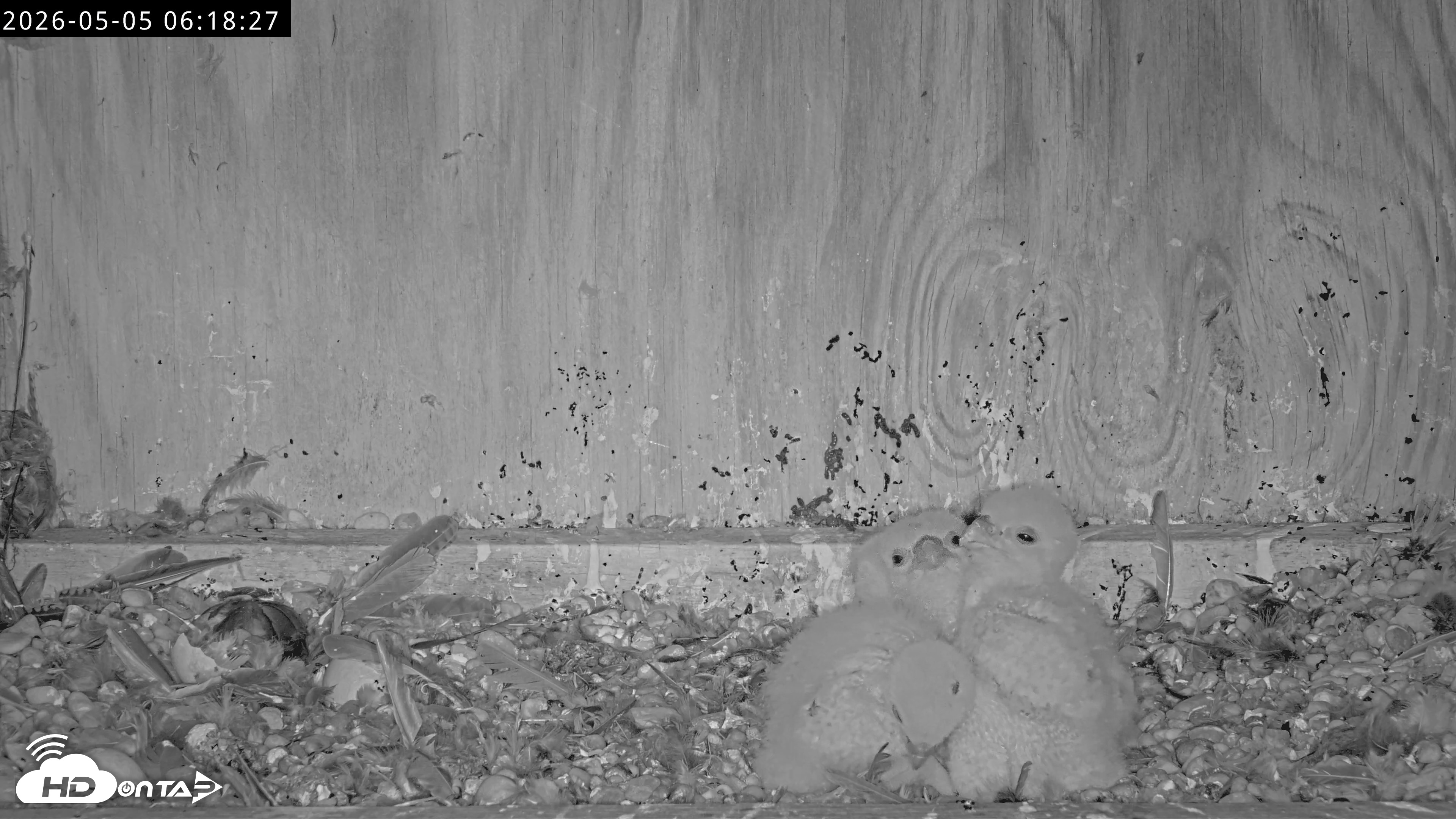 Snapshot of Richmond Virginia Peregrine Falcon Live Cam taken May 5, 2026, 6:19am EDT