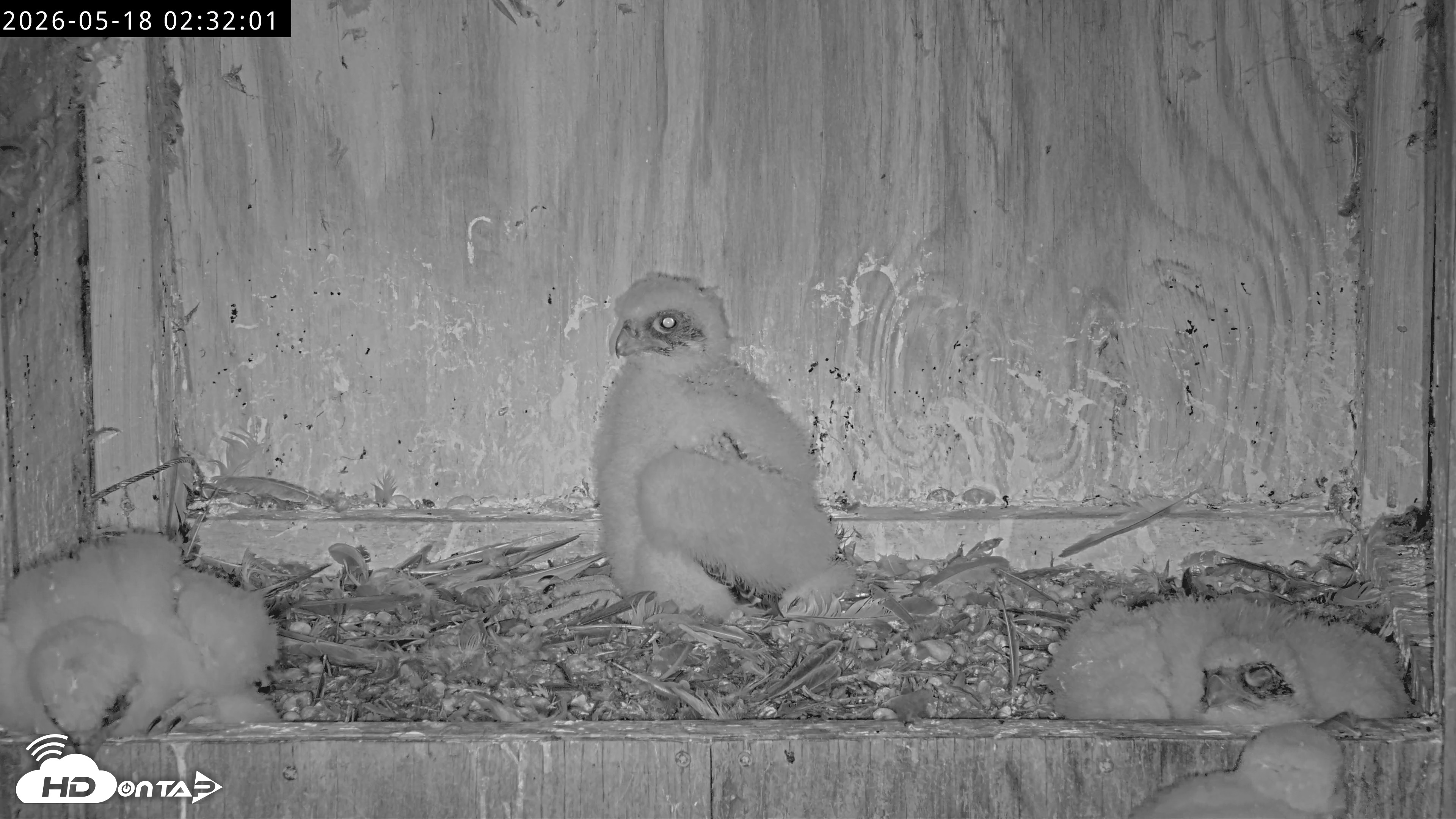 Snapshot of Richmond Virginia Peregrine Falcon Live Cam taken May 18, 2026, 2:33am EDT