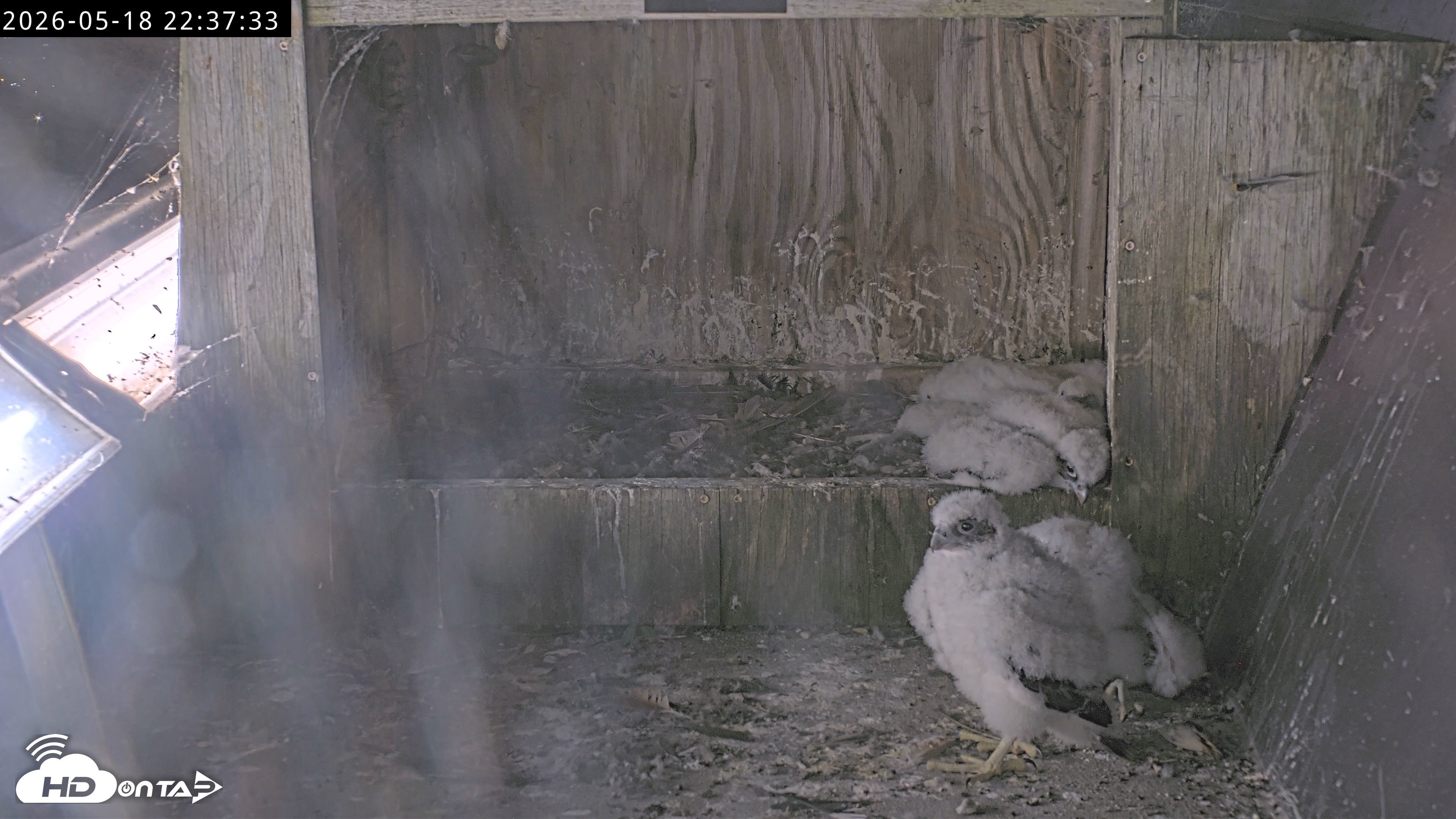 Snapshot of Richmond Virginia Peregrine Falcon Live Cam taken May 18, 2026, 10:38pm EDT