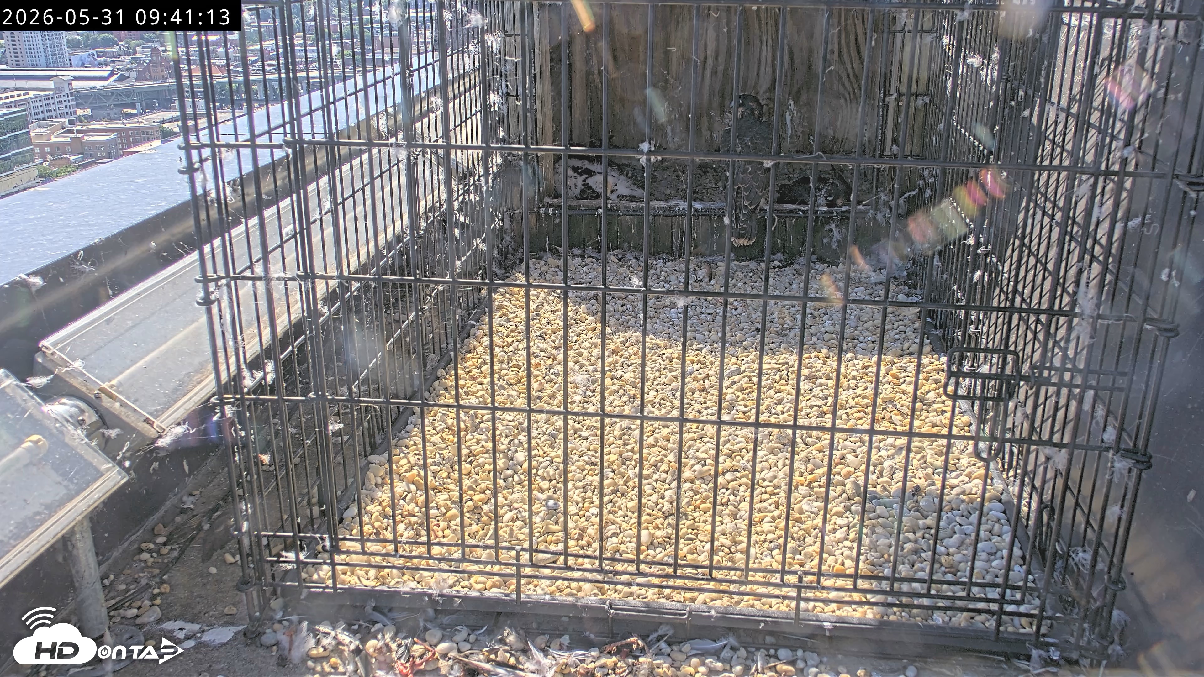 Snapshot of Richmond Virginia Peregrine Falcon Live Cam taken May 31, 2026, 9:45am EDT