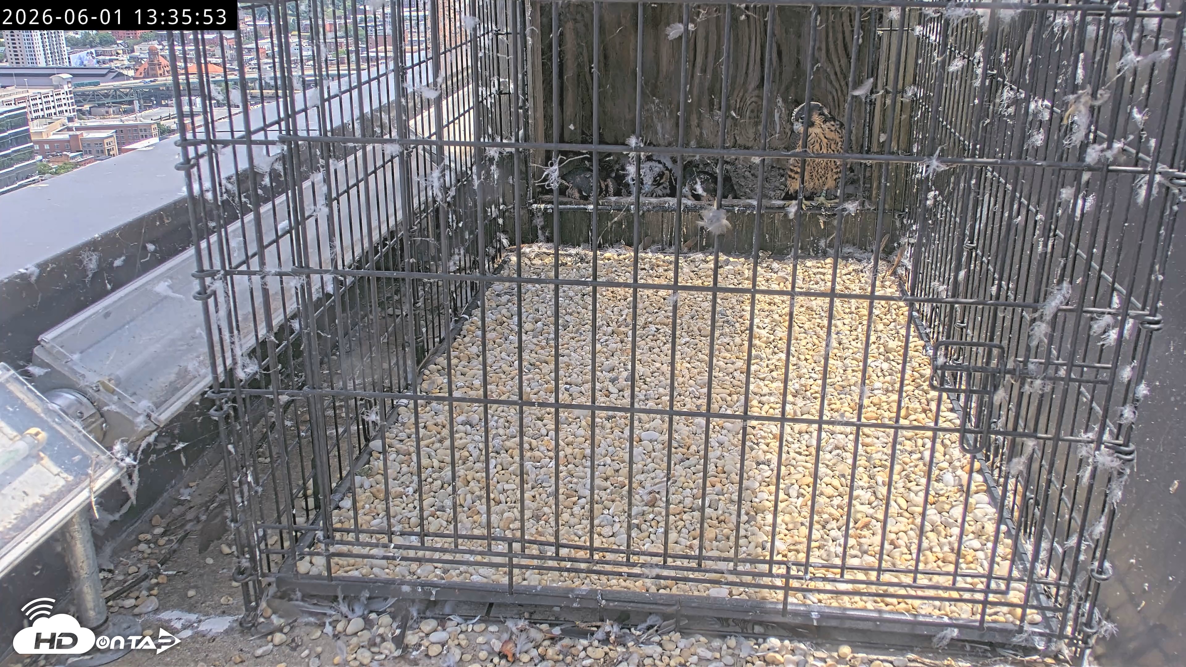 Snapshot of Richmond Virginia Peregrine Falcon Live Cam taken Jun 1, 2026, 1:37pm EDT