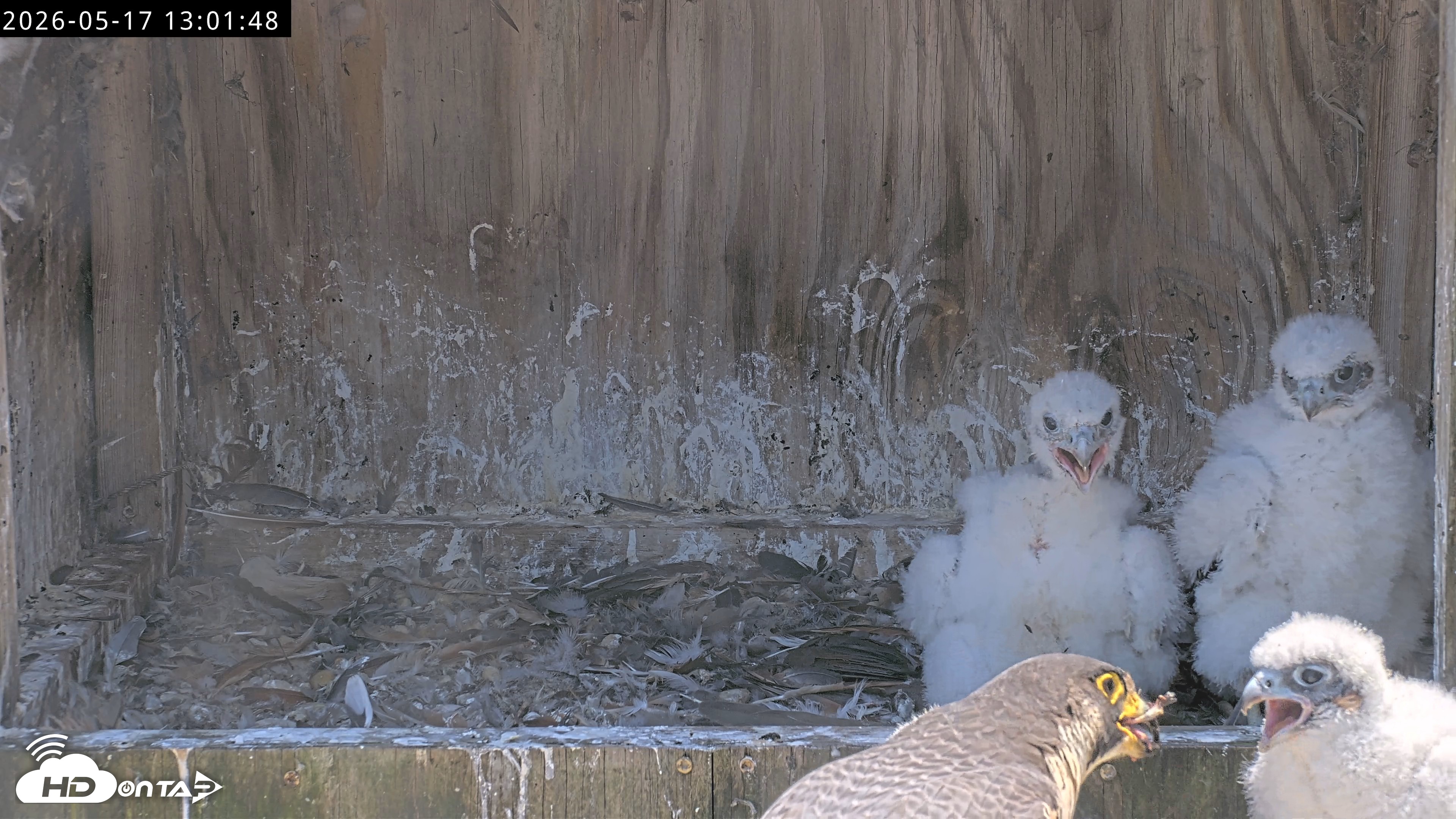 Snapshot of Richmond Virginia Peregrine Falcon Live Cam taken May 17, 2026, 1:03pm EDT