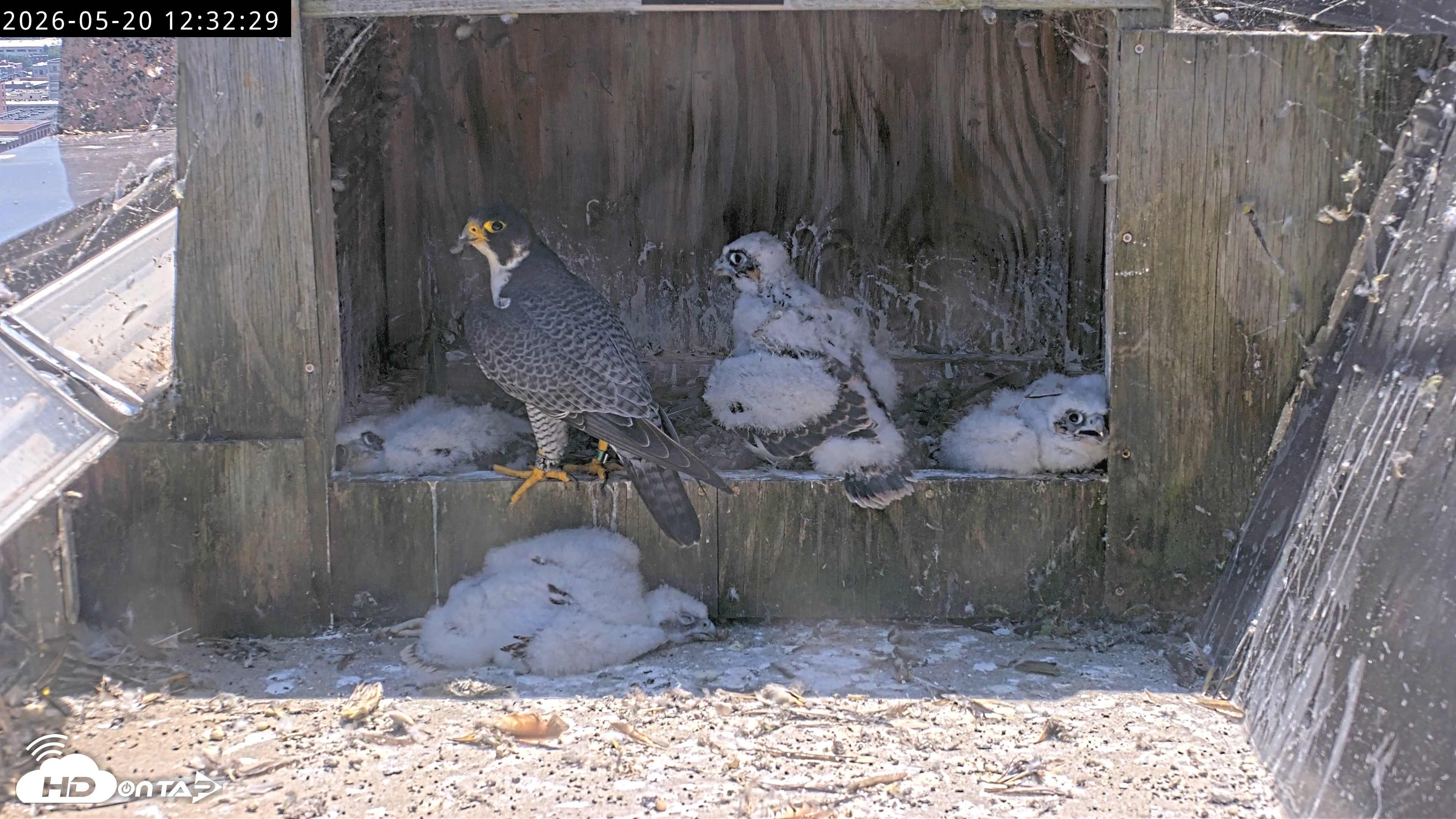 Snapshot of Richmond Virginia Peregrine Falcon Live Cam taken May 20, 2026, 12:33pm EDT