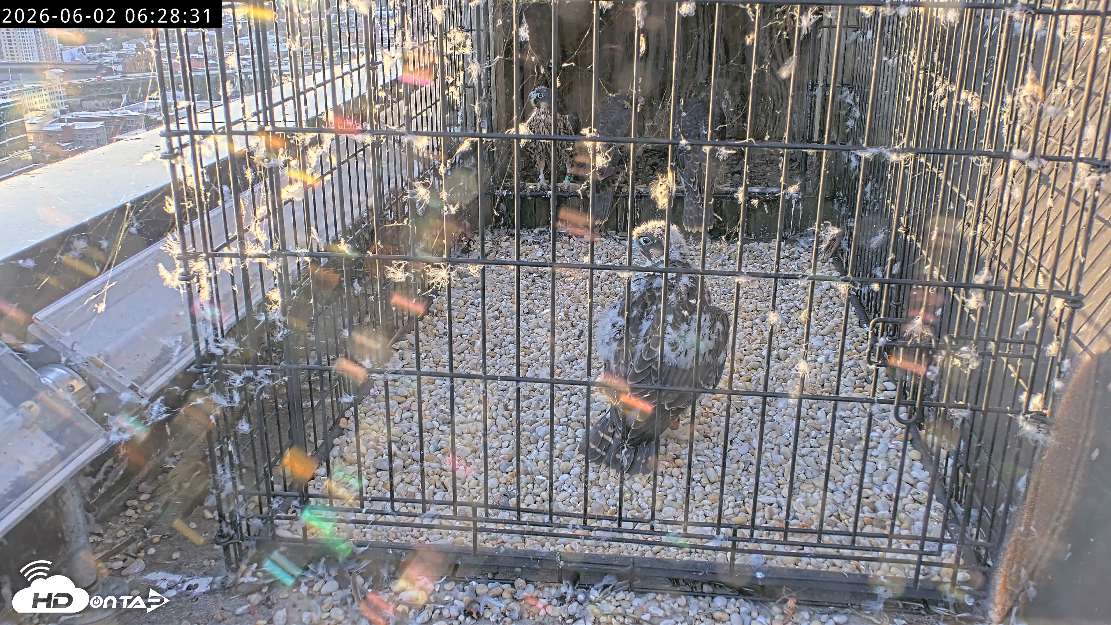 Snapshot of Richmond Virginia Peregrine Falcon Live Cam taken Jun 2, 2026, 6:30am EDT
