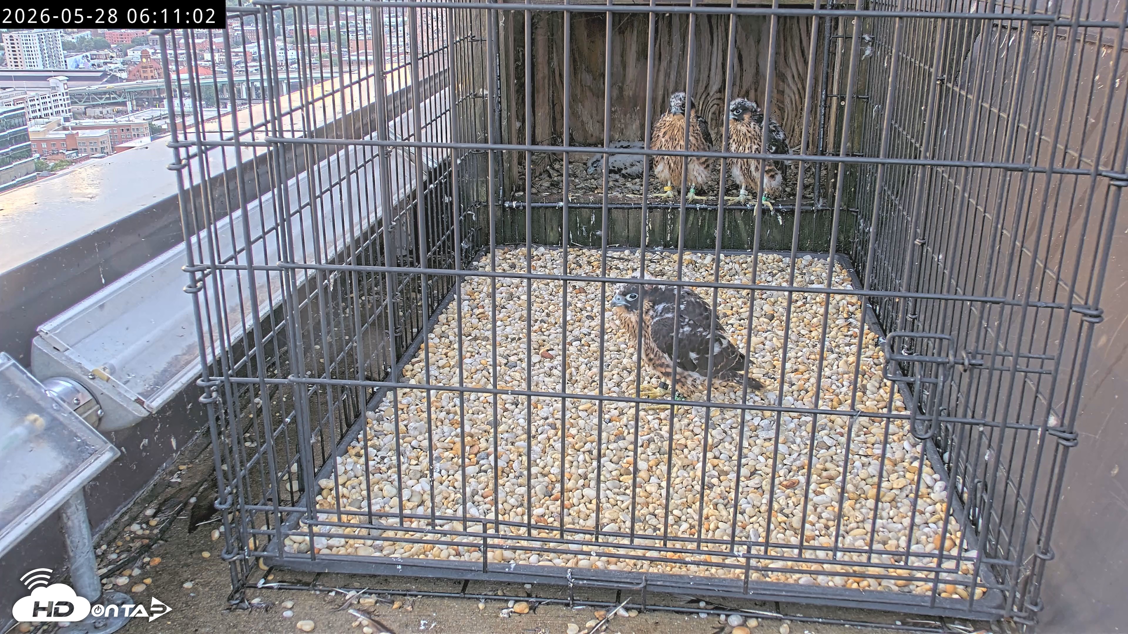 Snapshot of Richmond Virginia Peregrine Falcon Live Cam taken May 28, 2026, 6:12am EDT