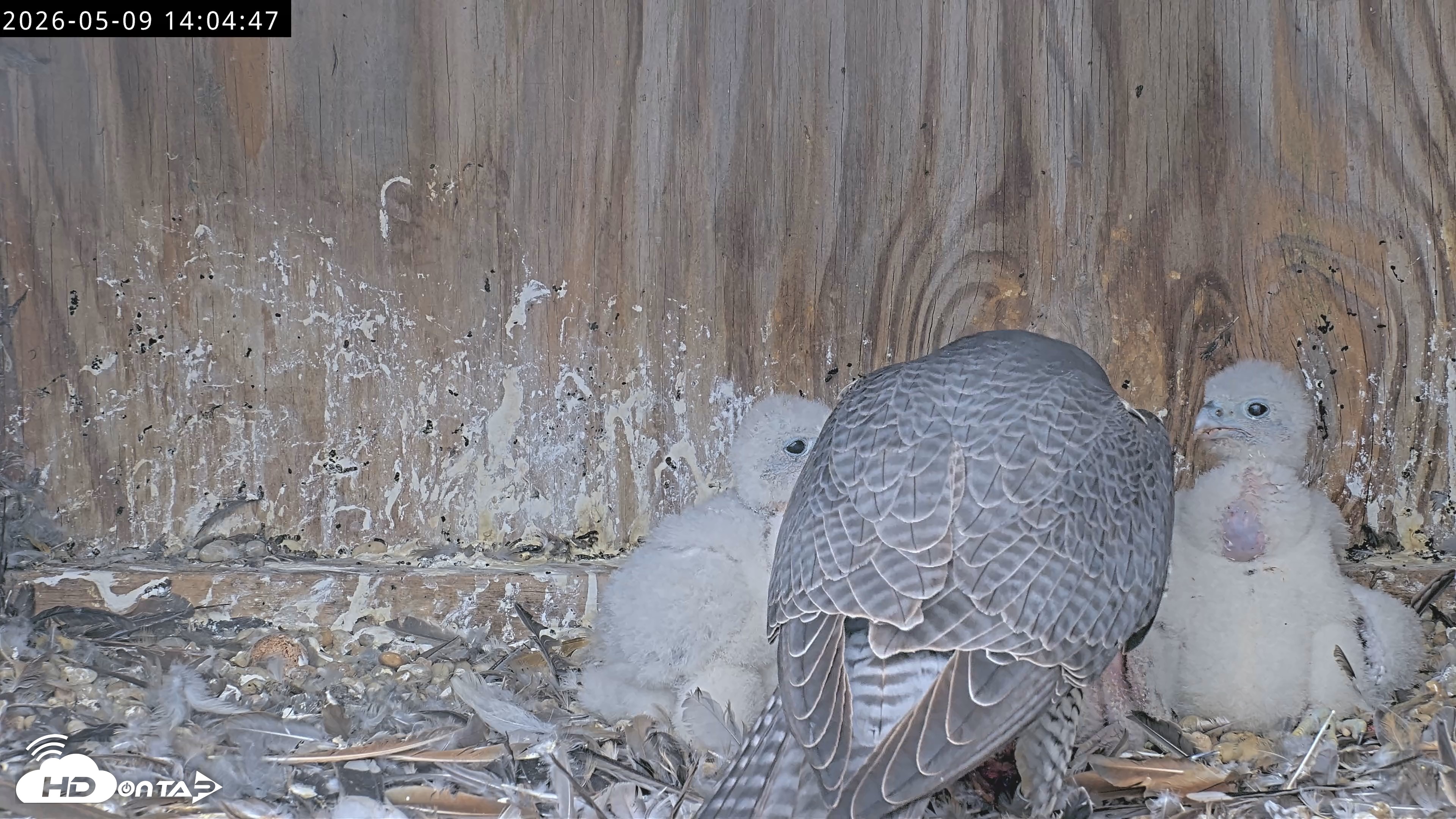Snapshot of Richmond Virginia Peregrine Falcon Live Cam taken May 9, 2026, 2:05pm EDT
