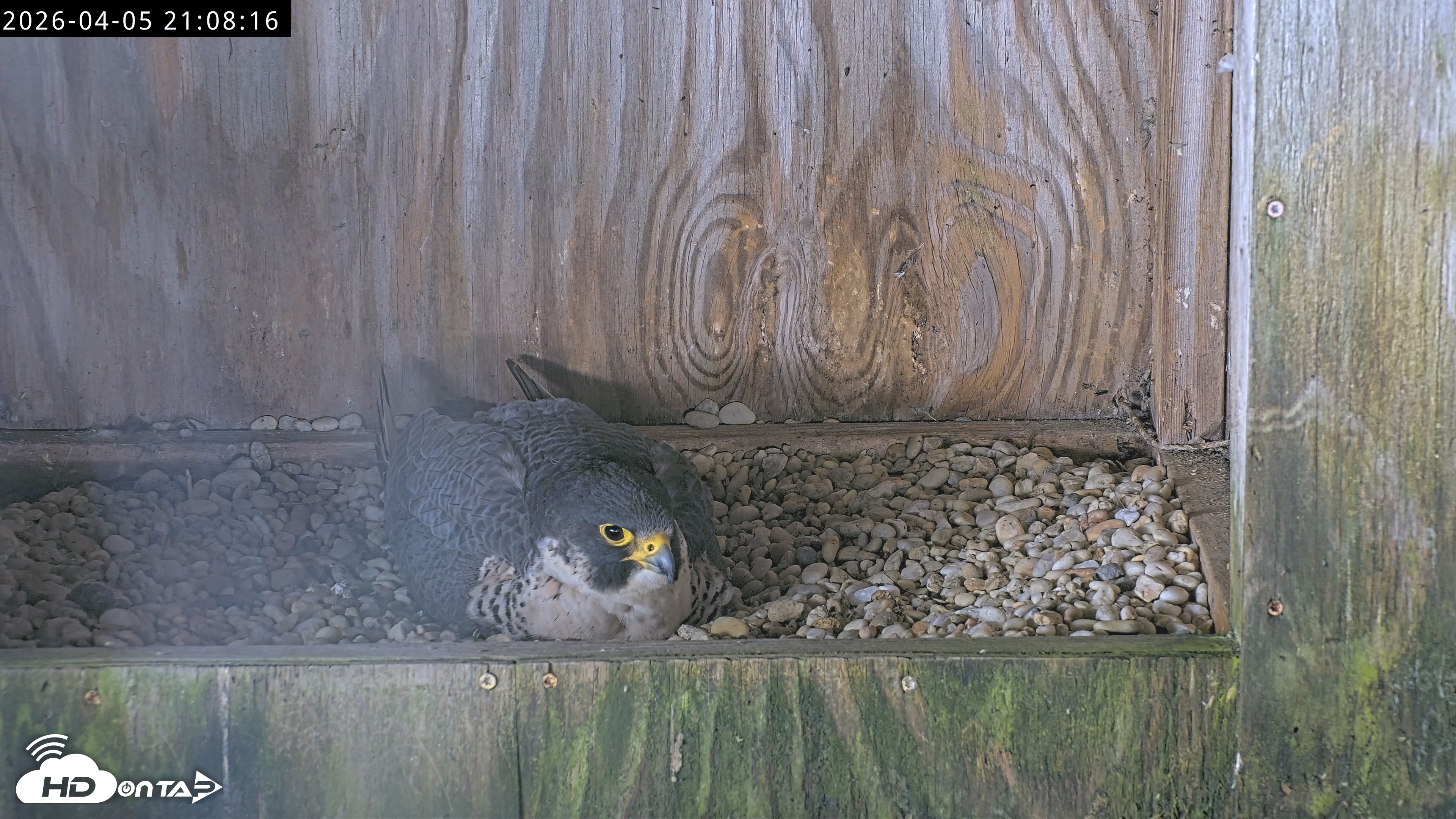 Snapshot of Richmond Virginia Peregrine Falcon Live Cam taken Apr 5, 2026, 9:19pm EDT