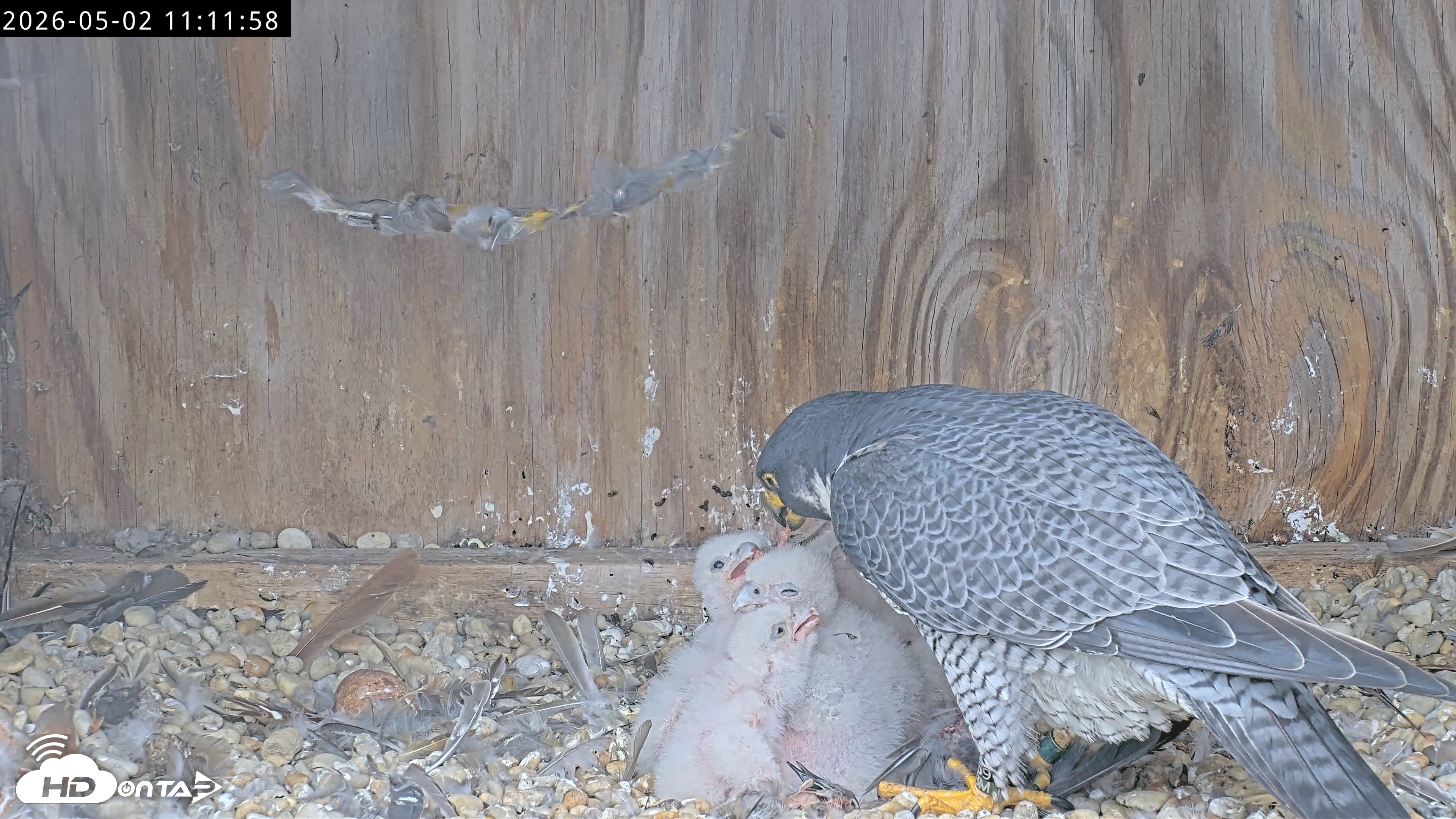 Snapshot of Richmond Virginia Peregrine Falcon Live Cam taken May 2, 2026, 11:12am EDT