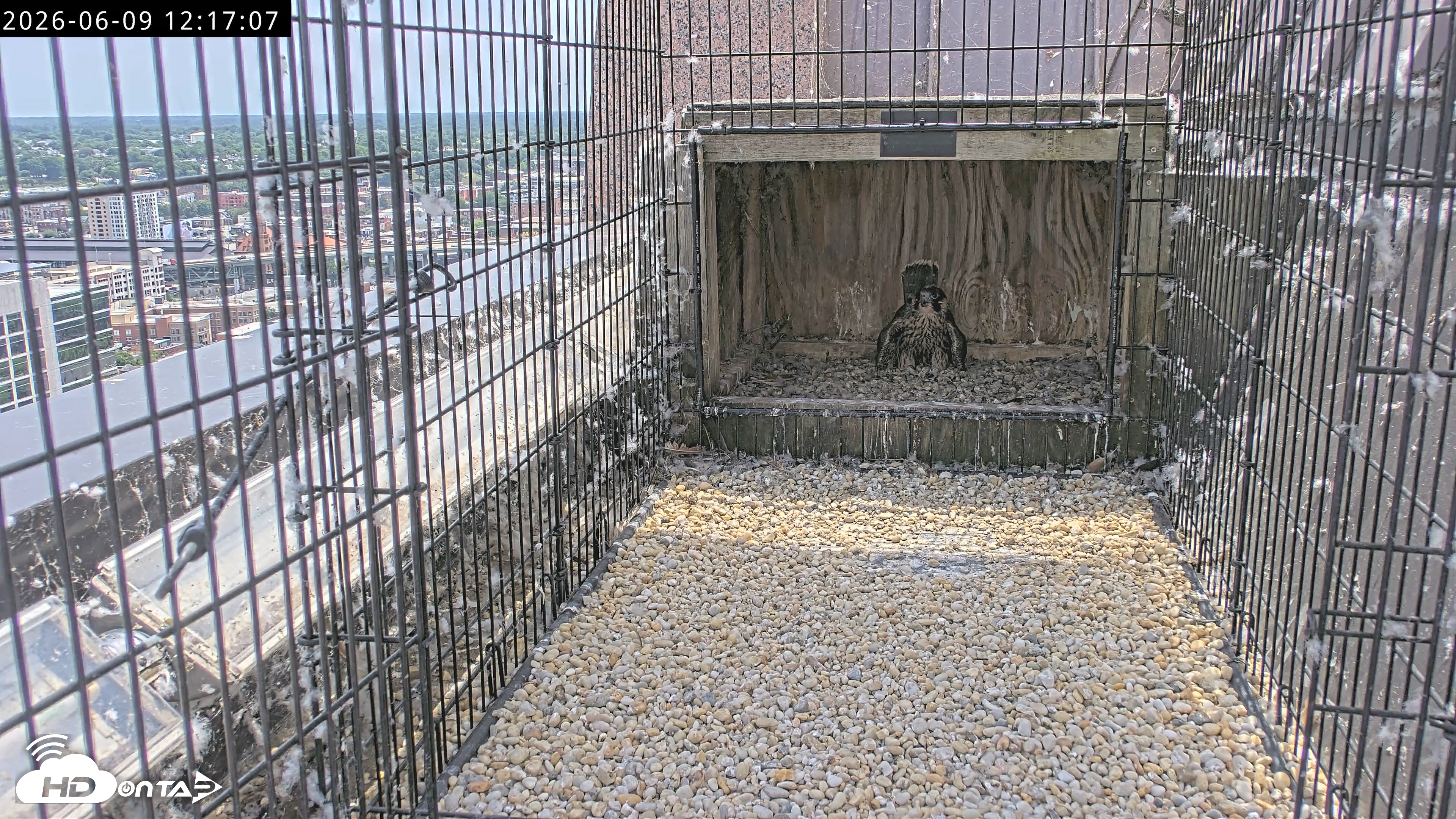 Snapshot of Richmond Virginia Peregrine Falcon Live Cam taken Jun 9, 2026, 12:19pm EDT