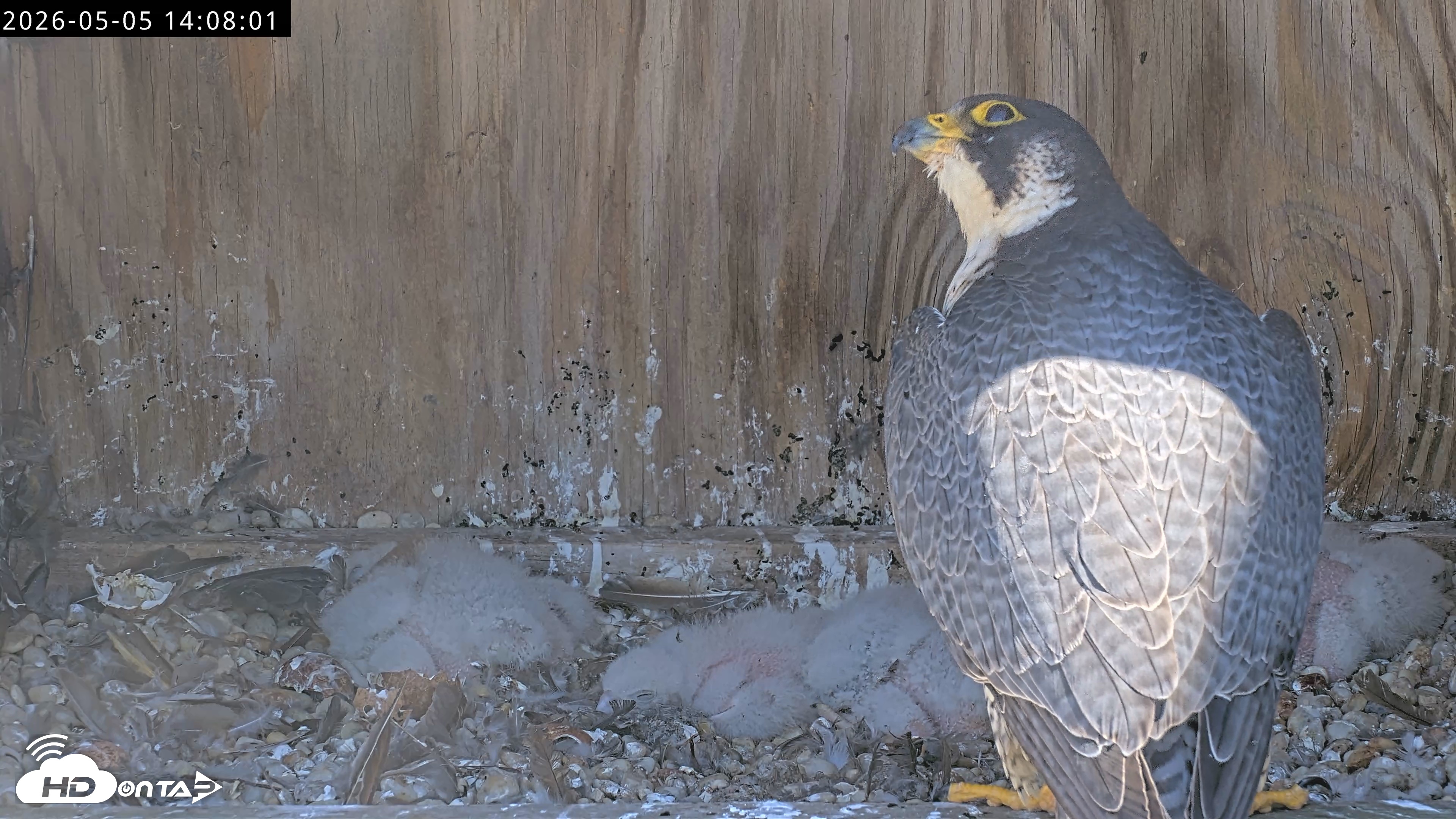 Snapshot of Richmond Virginia Peregrine Falcon Live Cam taken May 5, 2026, 2:08pm EDT
