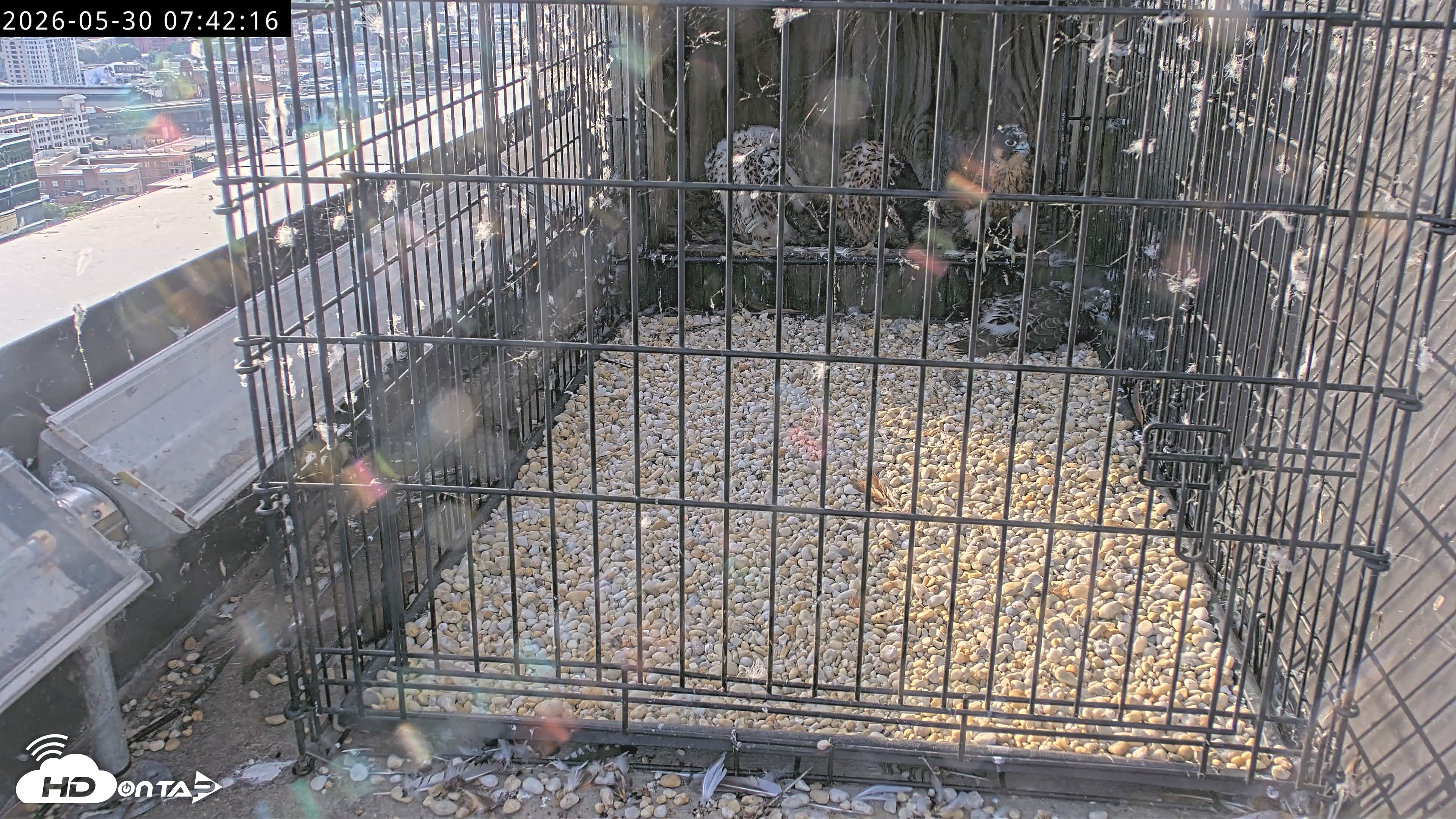 Snapshot of Richmond Virginia Peregrine Falcon Live Cam taken May 30, 2026, 7:45am EDT